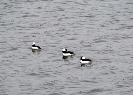 Spring migrating ducks.JPG