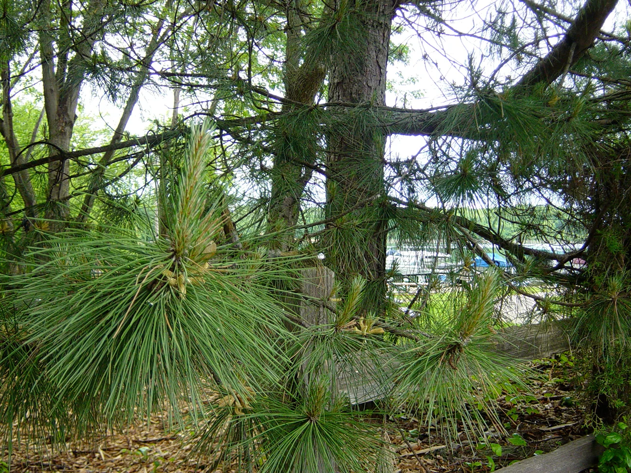 Trees.jpg