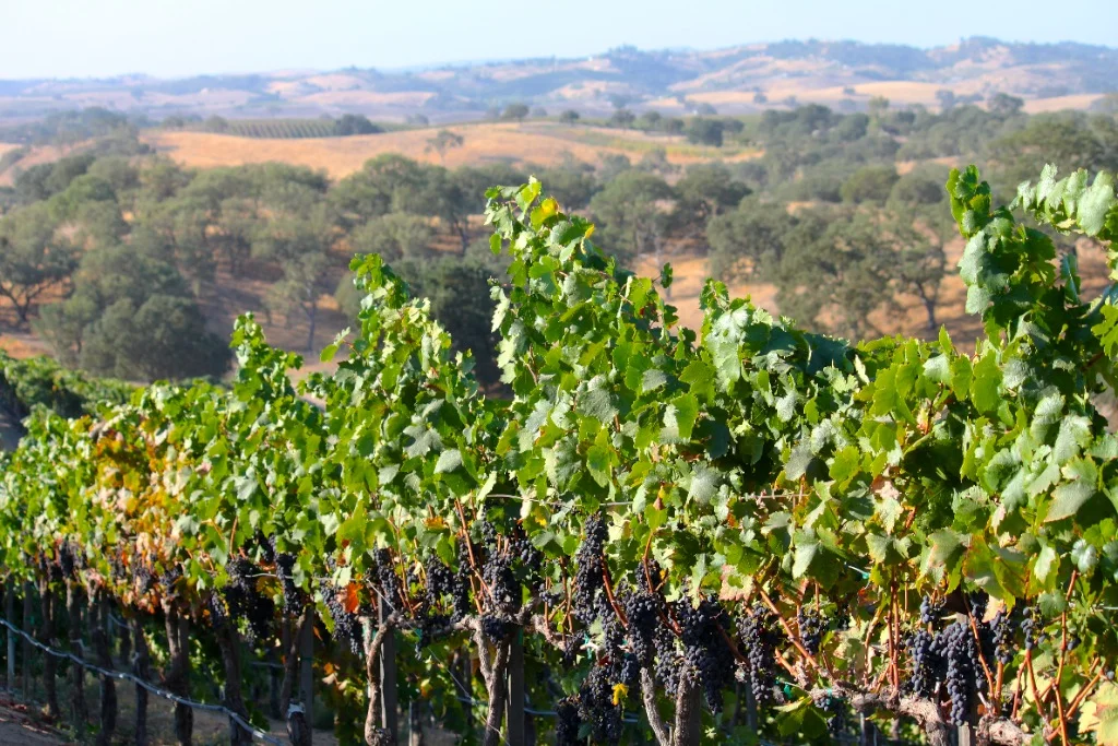 View from vineyard