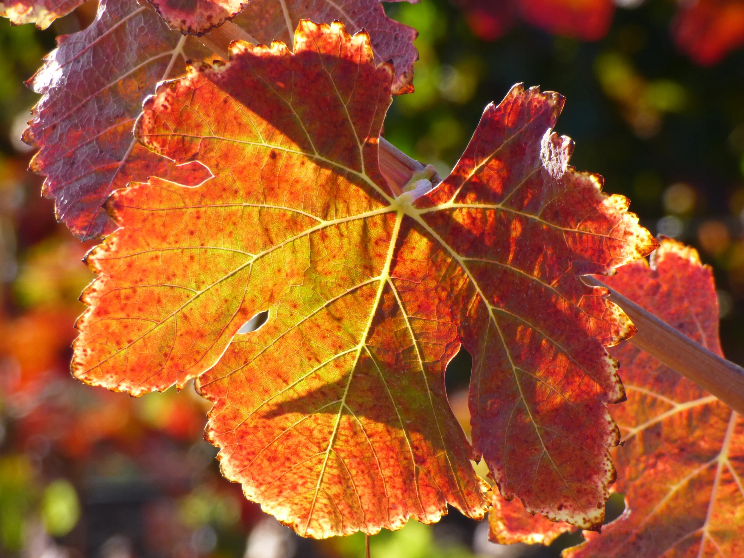 Color returns to Paso vineyards.