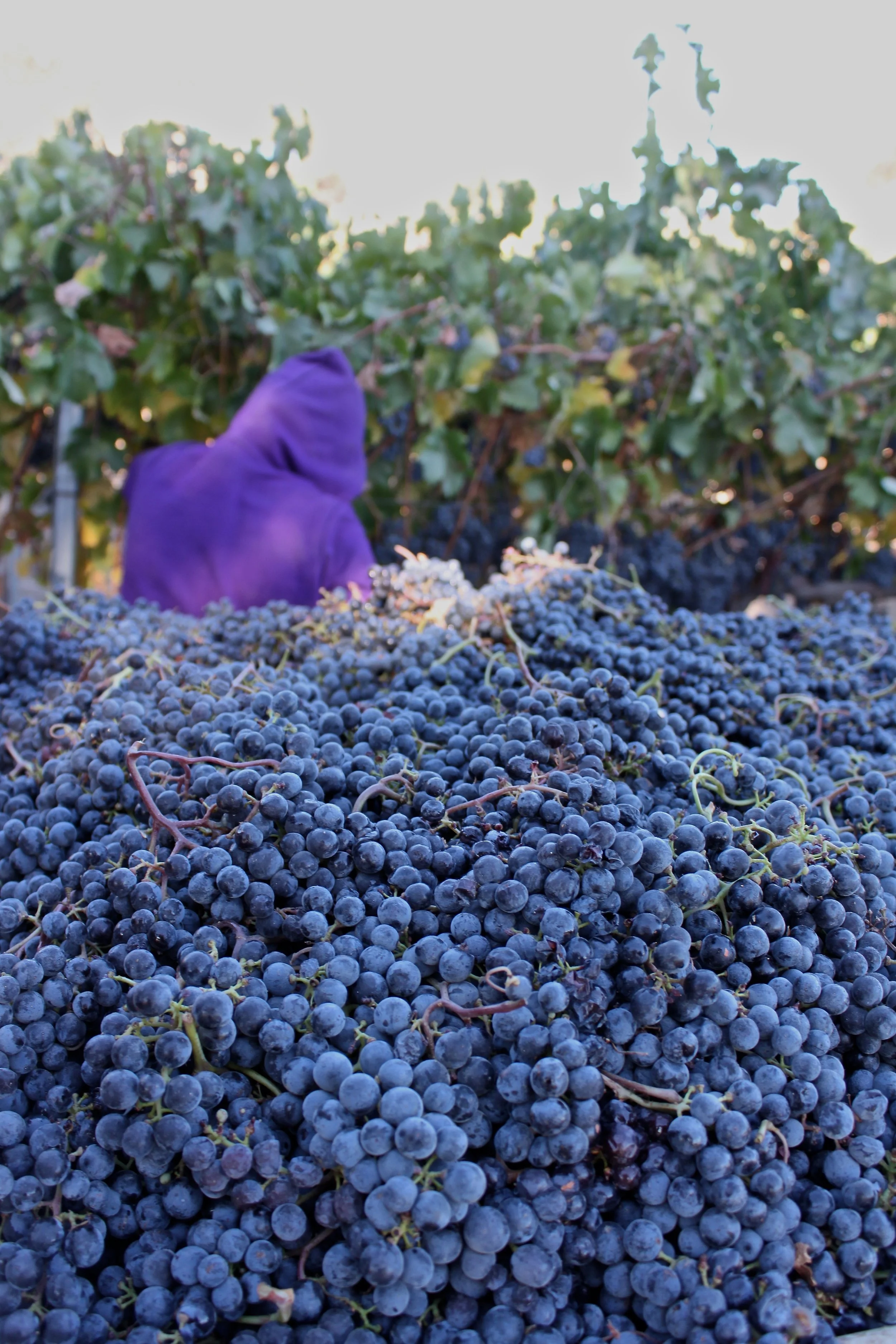 Cabernet Franc being picked in early morning fog. 