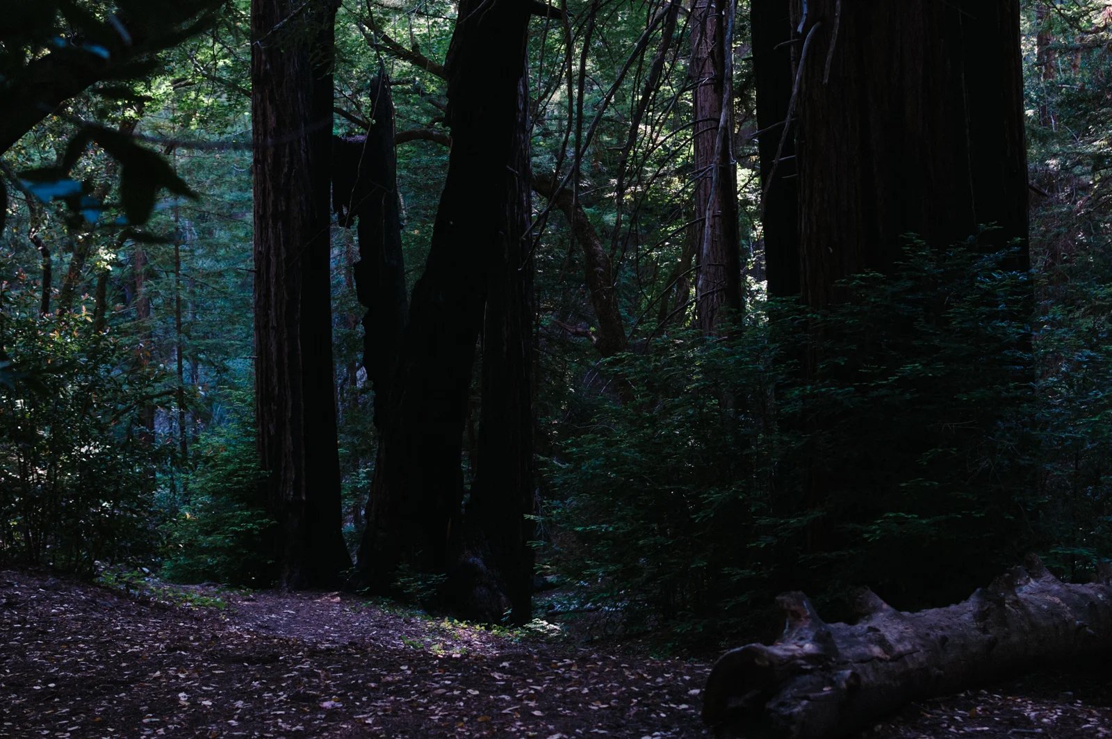 The camp was pretty empty, with only seven people there (three campsites taken total, a ton more available). It's so much less crowded than the more popular areas in Big Sur, like Sykes or anything along the Pine Ridge Trail.