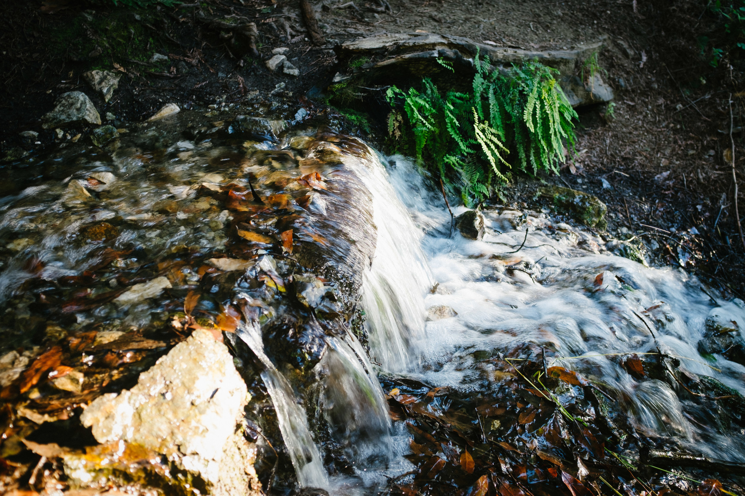 Strong flow at the first water source, about 5 minutes past Espinosa camp. From this point it's ~1.5-2 miles to Vicente Flat.