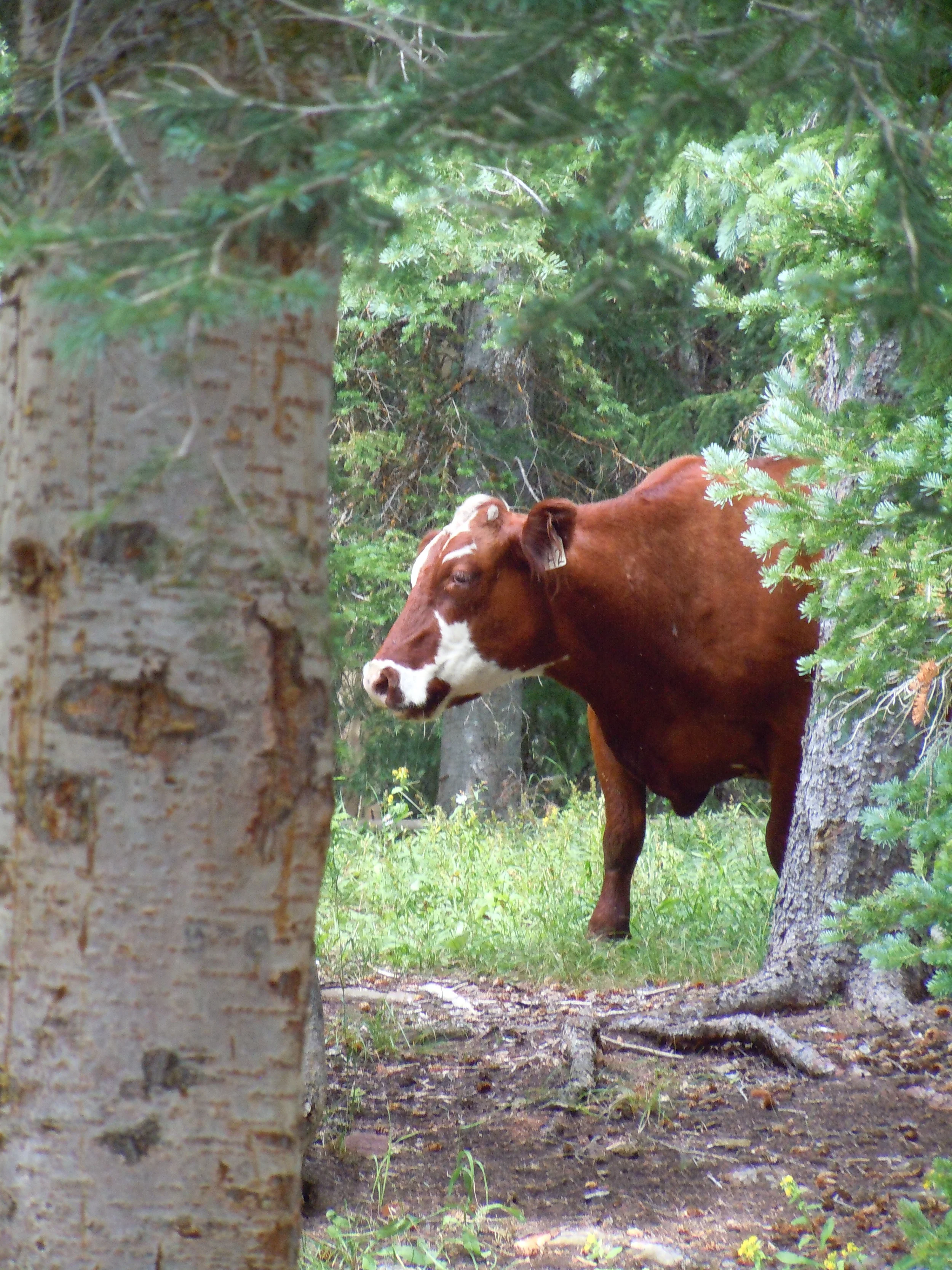         Cow