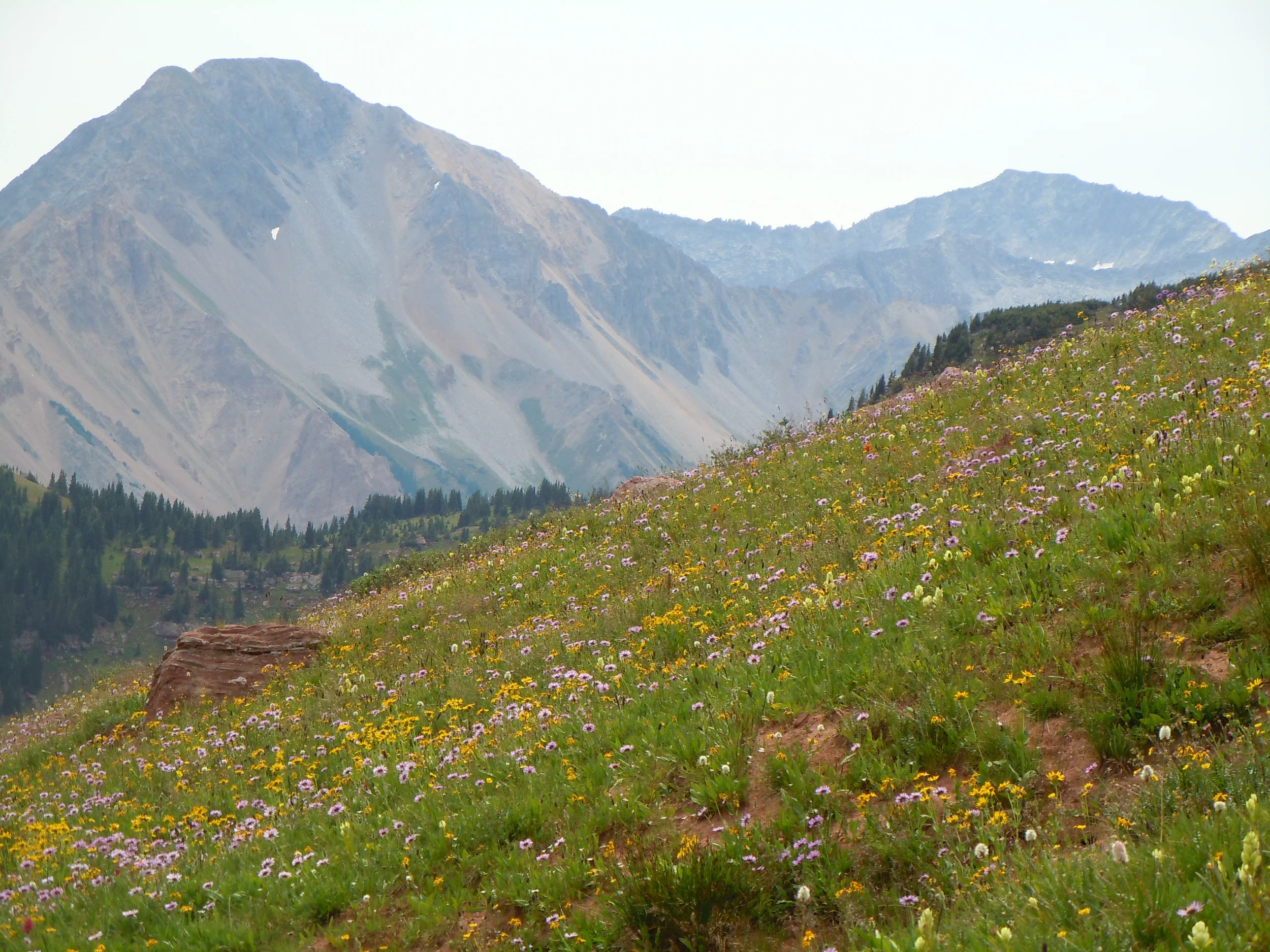 Wildflowers on Hell Roaring Trail in Snowmass