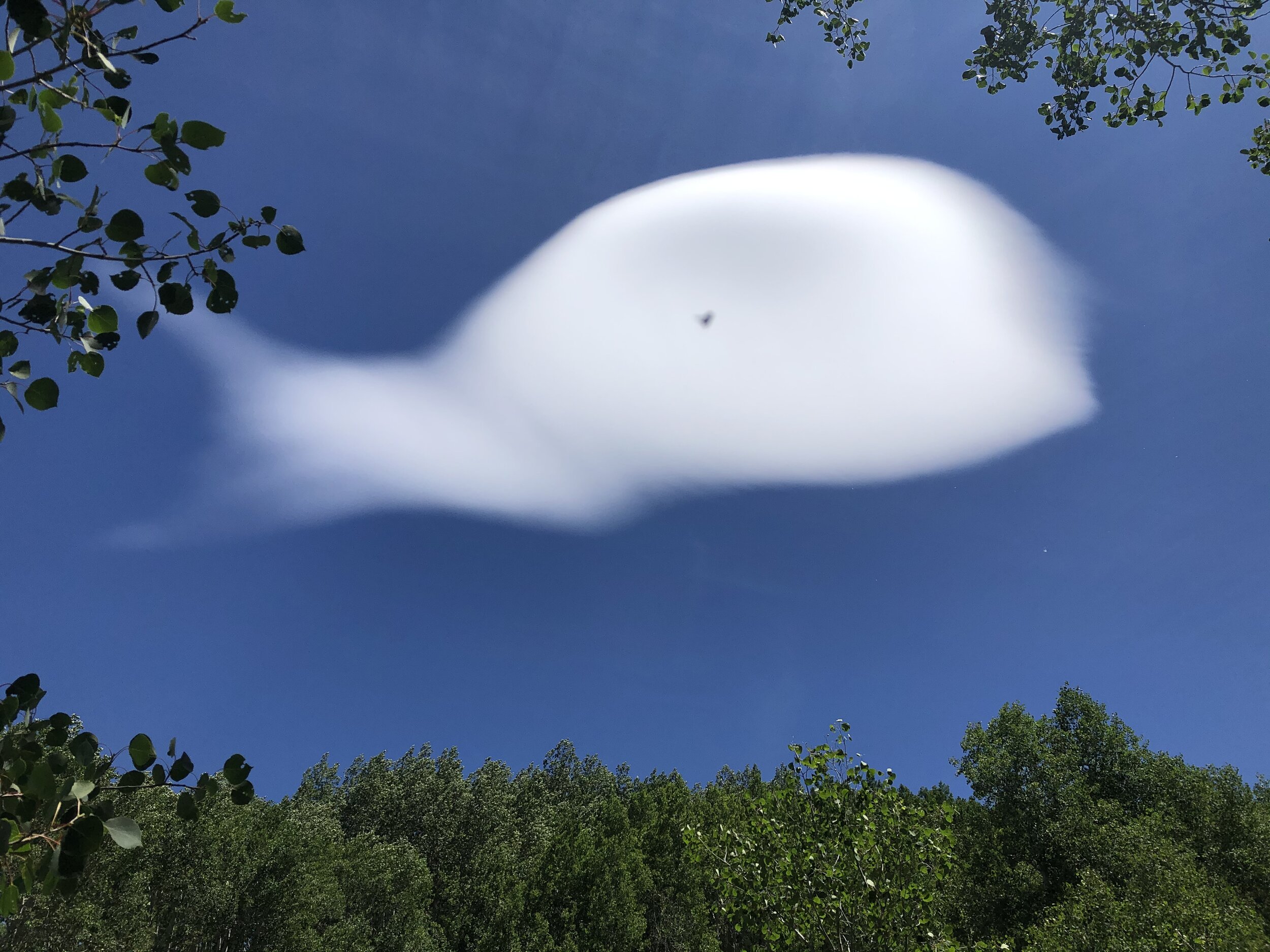 Whale Cloud