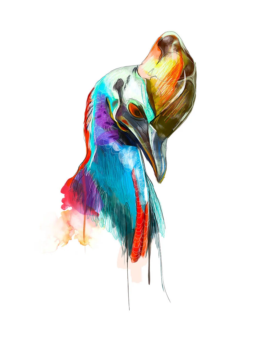 Southern Cassowary
