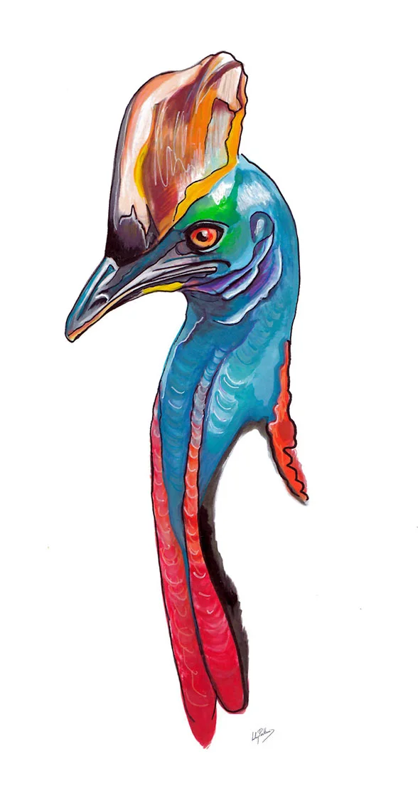 Southern Cassowary 2