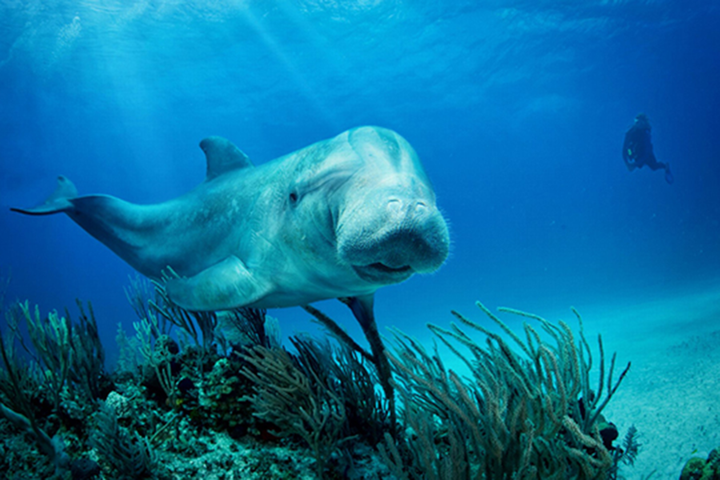 Making of the Manaphin