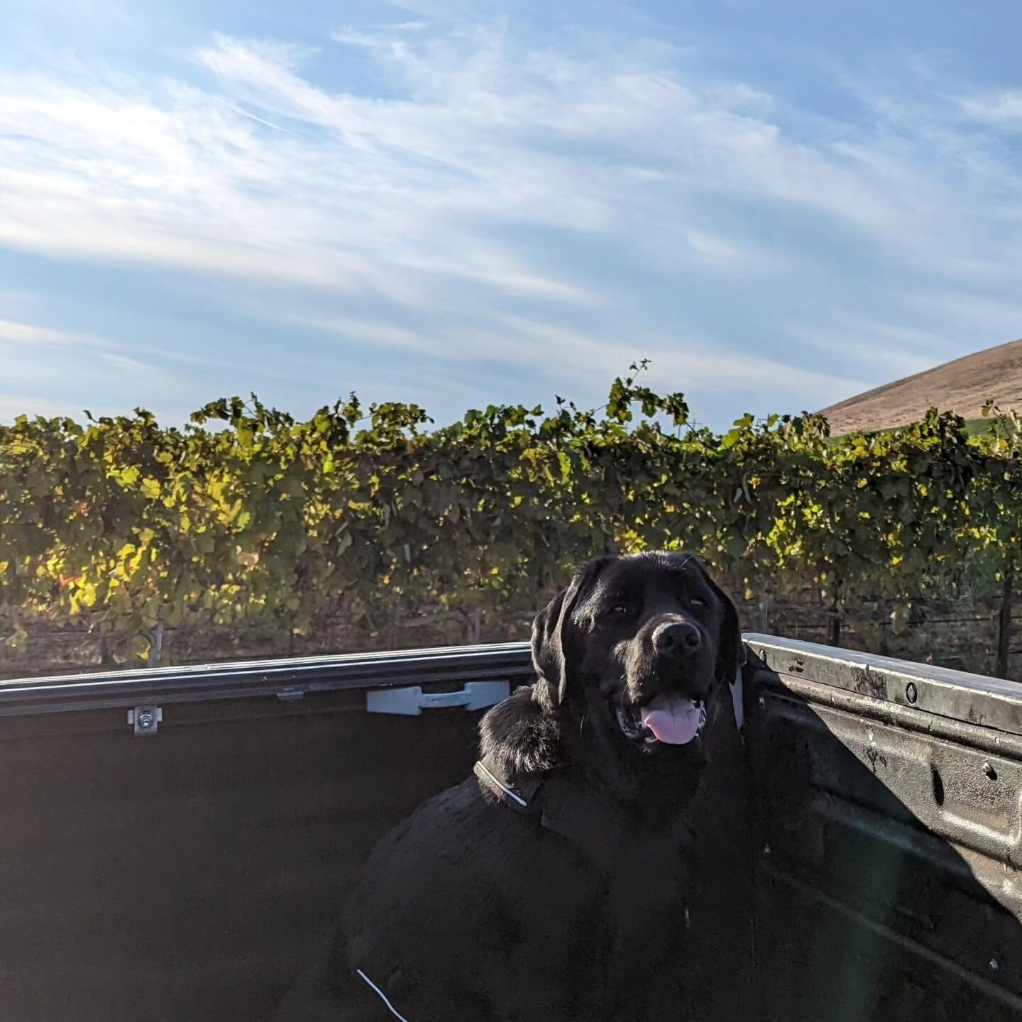 🍇 Griffey: A Vineyard Virtuoso&nbsp;🐶🚜

From sunrise strolls among the vines to exploring the vineyards on truck-bed rides and paw-fect patio greetings, this English Labrador knows Red Mountain's heart and soul 

Almost 4 years of spreading smiles