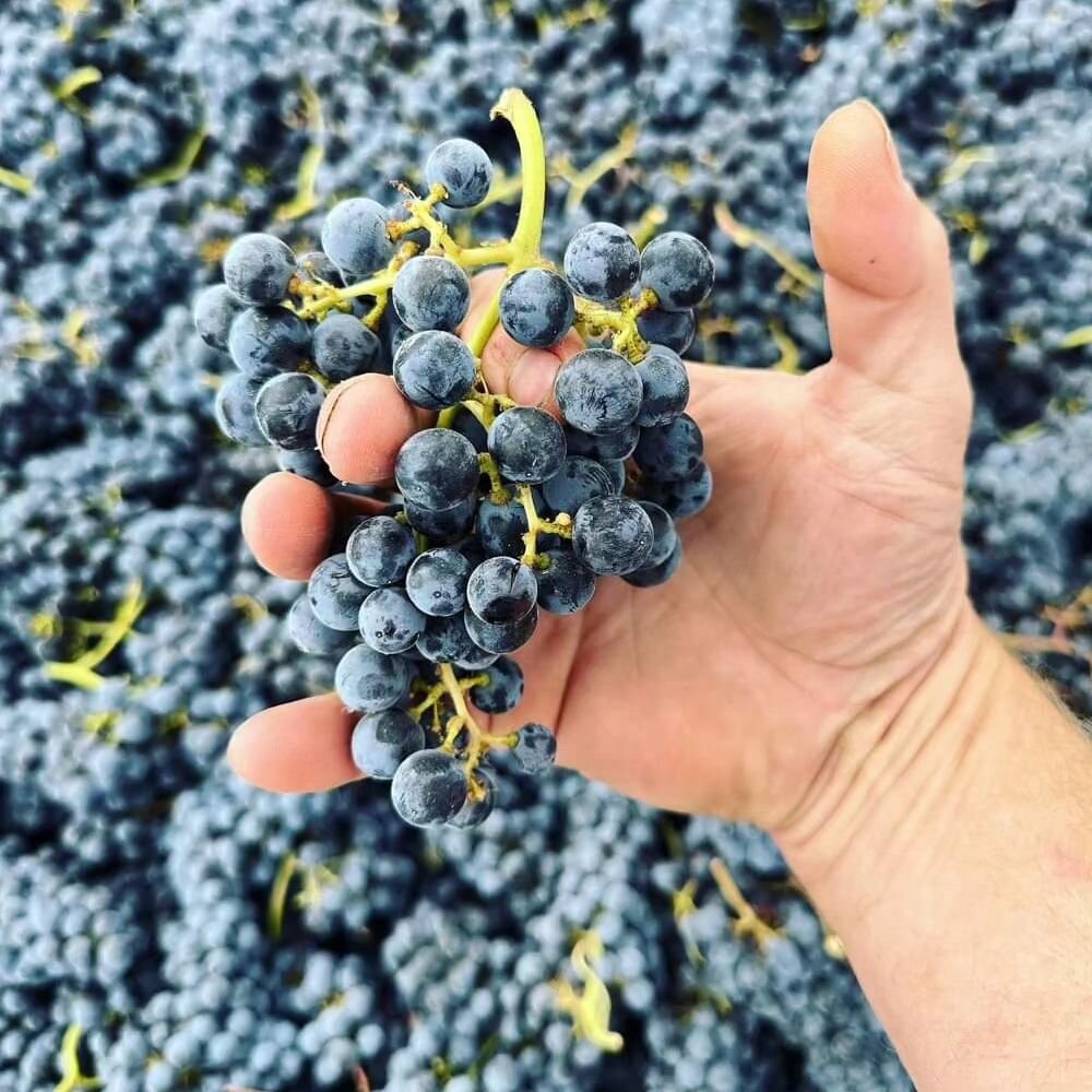 Harvest is on and we're here with all the harvest highlights 🍇🍇

Follow along as we harvest Red Mountain, @redmtnava

Brothers in Farm recently harvested this beautiful cluster of #redmtnmerlot 🙌

Make plans to see all the action, take in amazing 