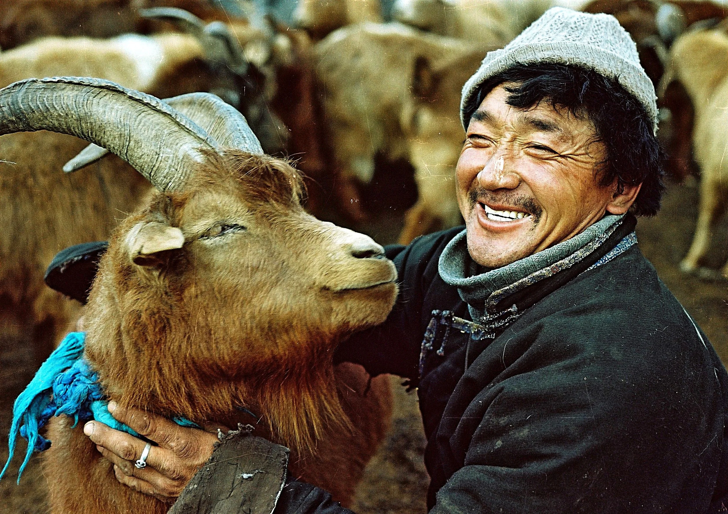Le père demande un coup de pouce à ses enfants pour nouer un khadag autour du cou de leur plus beau bélier. Le bouddhisme mongol est similaire au bouddhisme tibétain : le khadag symbolise la pureté, la bienveillance, le bon présage et la compassion. Dans la vie quotidienne ou dans le décor,le bleu est censé apporter le bonheur. Et voilà le résultat ! Une belle complicité !