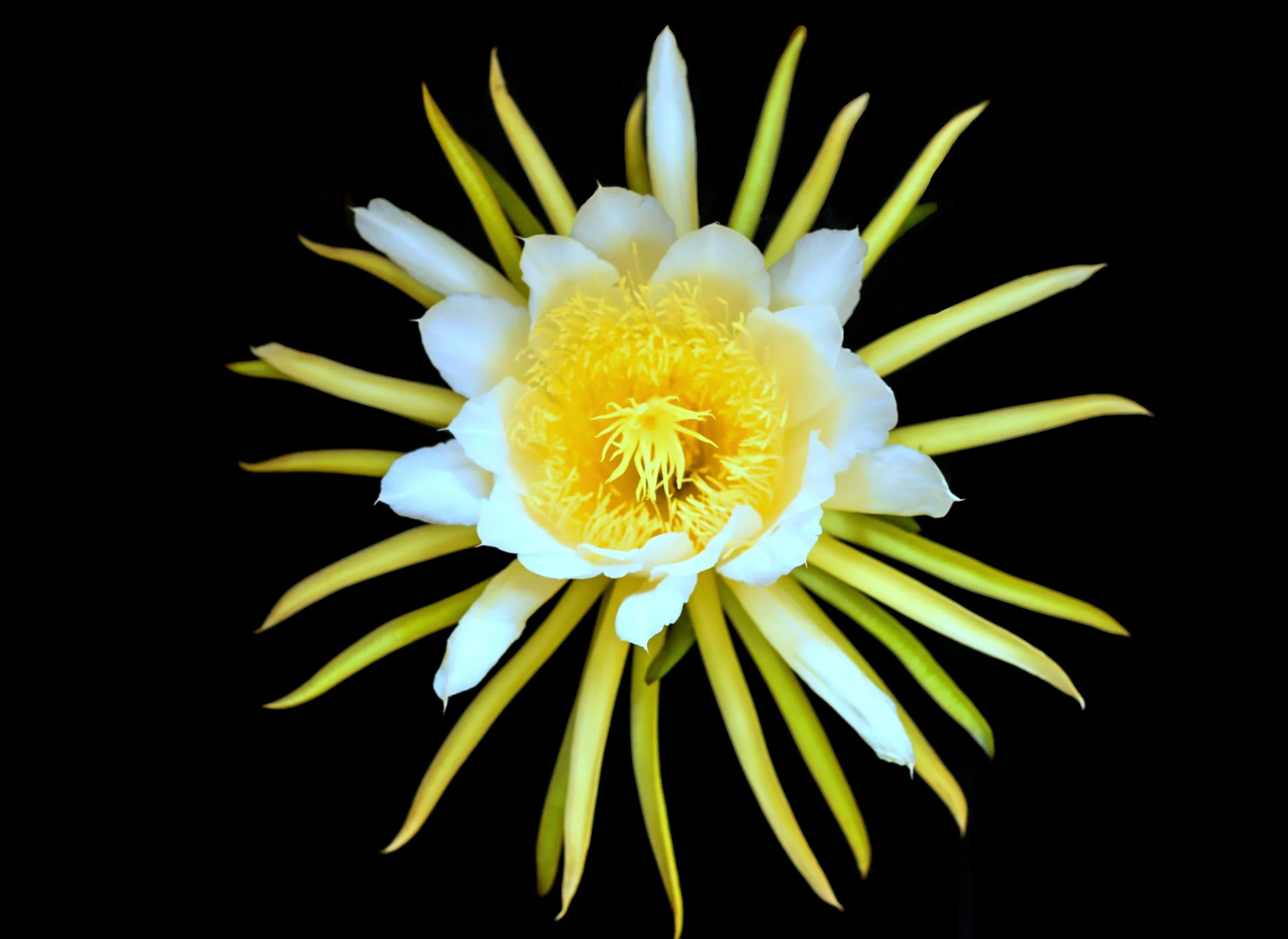 epiphyllum2.jpg