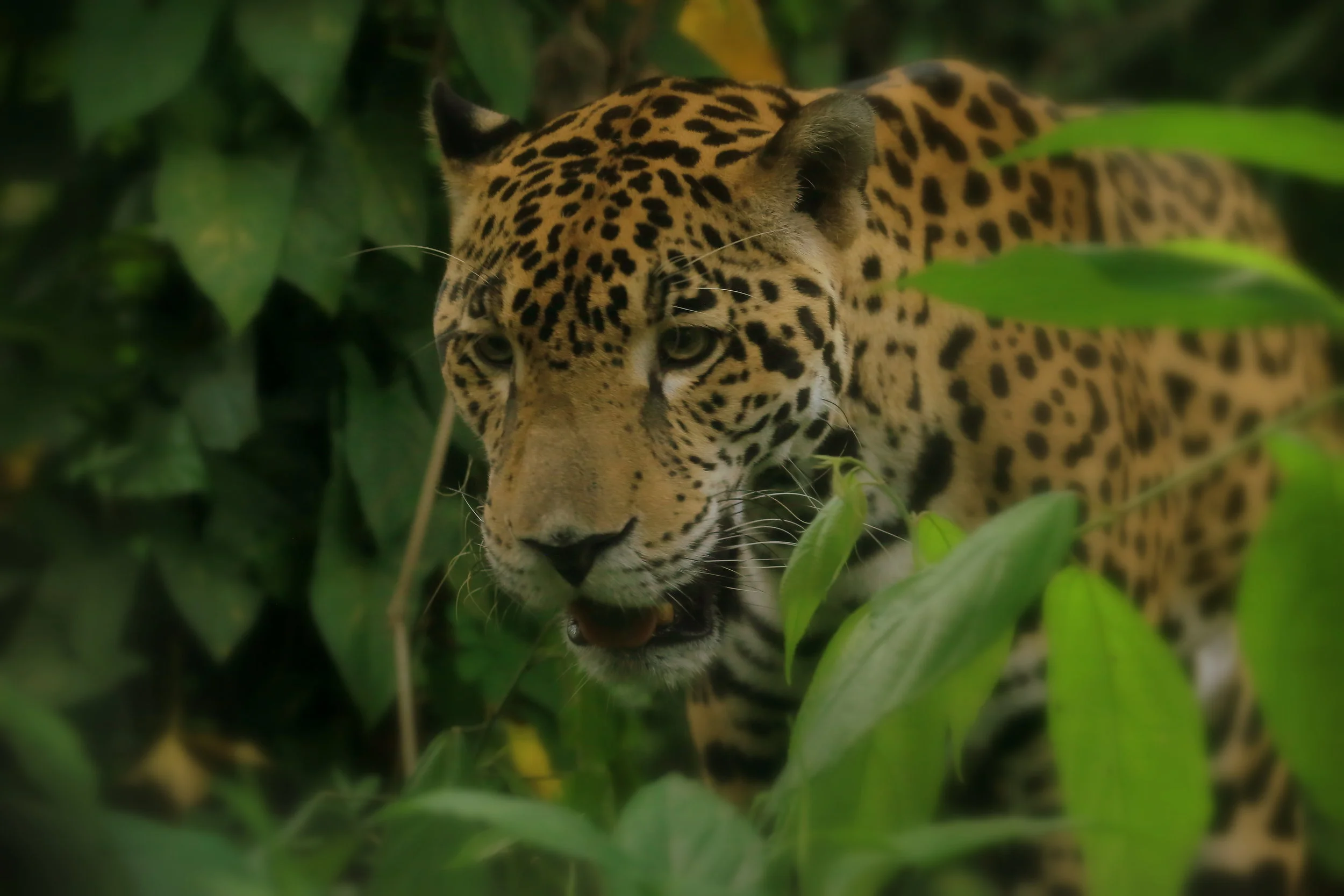 Belizean jaguar