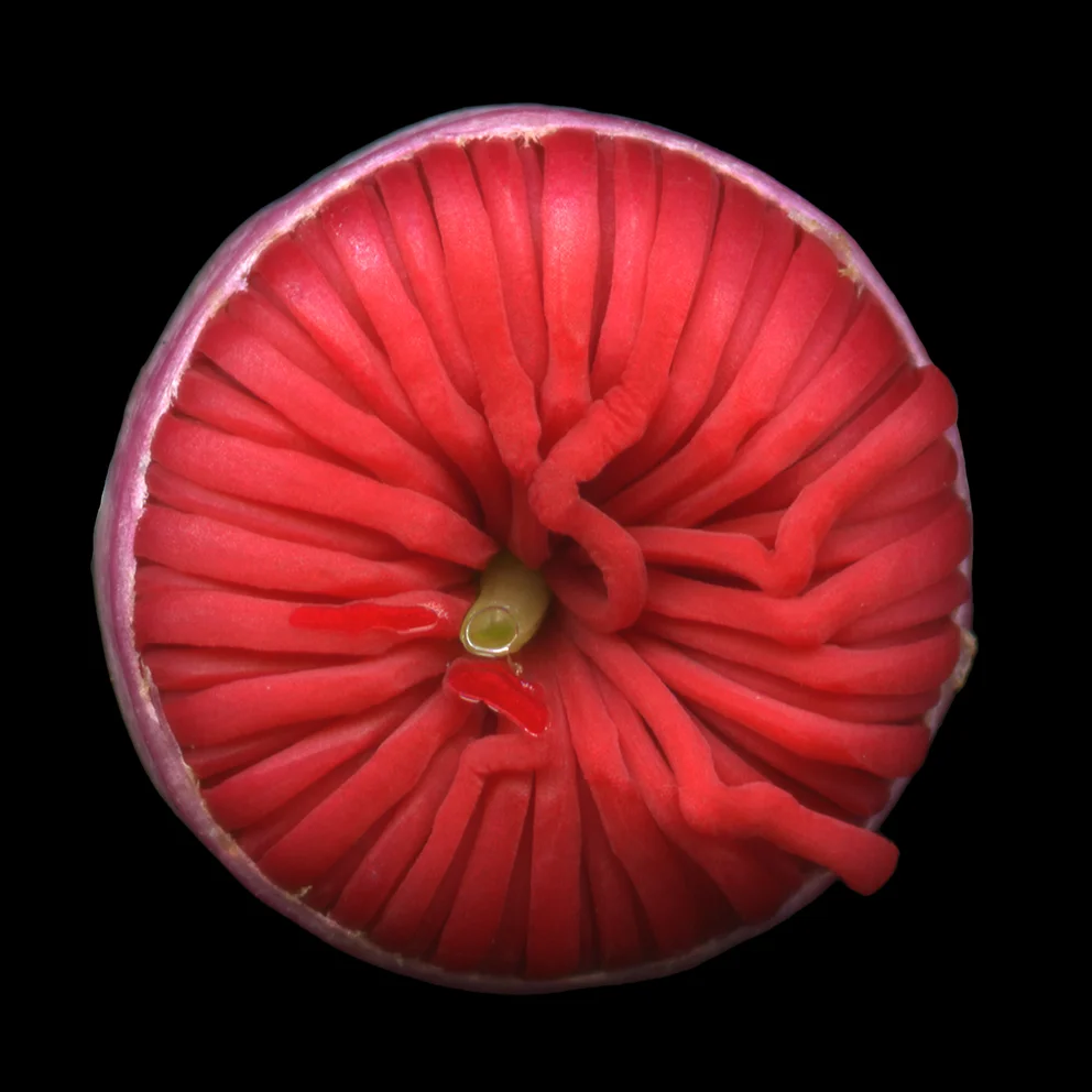 'Gumnut Flower' 2018 © Angela Grimsdale