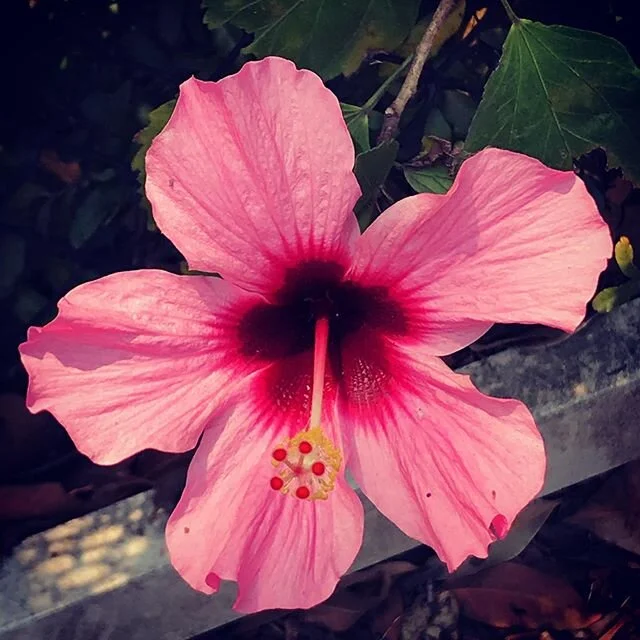 &lsquo;Hibiscus&rsquo; 2020 #pink #hibiscus #flower #flowers #flowersofinstagram #flowerstagram #flowerporn #instabeautiful #instagramplants #instaflower #natura #natureart #naturelove #instart #instanature #flora #fleur #fleurs #naturephotography #i