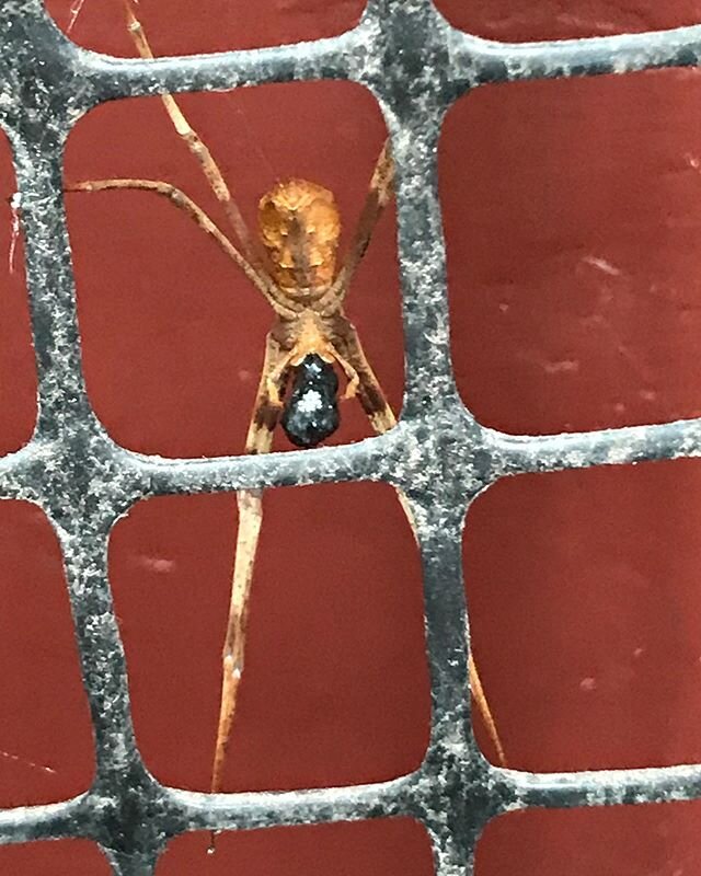 &lsquo;Spider at my front door&rsquo; 2020
This little buddy is hanging out on the mesh I attached to the grille door. It is to keep other cats out. He has been there all week just changing positions slightly. I photographed this close up yesterday. 