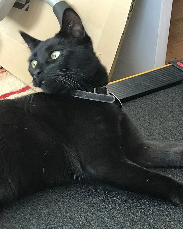 This is Pluto the cat enjoying lying down on my treadmill which has been a source of sanity for me (when he isn&rsquo;t &lsquo;using&rsquo; it) during this covid lockdown. May 2020
#pluto #plutothecat #cats #catsofinstagram #cat #catstagram #catlover