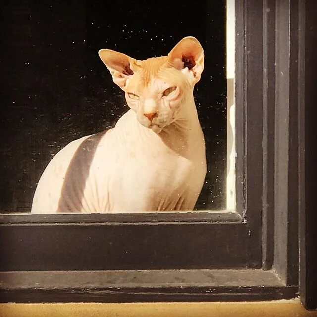 &lsquo;Cat in the Window&rsquo; 2020 #cats #catsofinstagram #cat #catstagram #catlover #instacat #catlovers #meow #kitty #catoftheday #cute #love #animals #pet #catlife #instacats #cutecats #lovecats #catsagram #innerwestsydney #catinthewindow #inthe