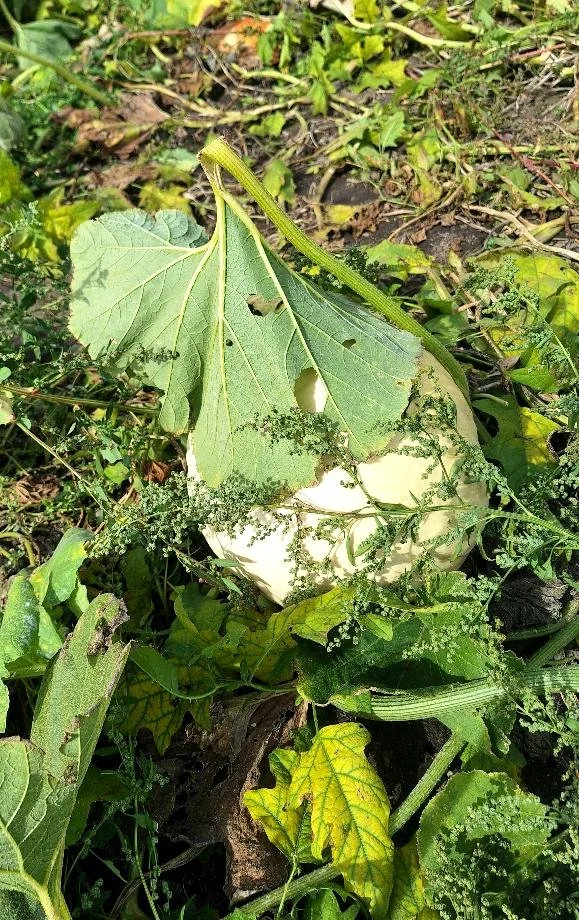 Pumpkin Patch