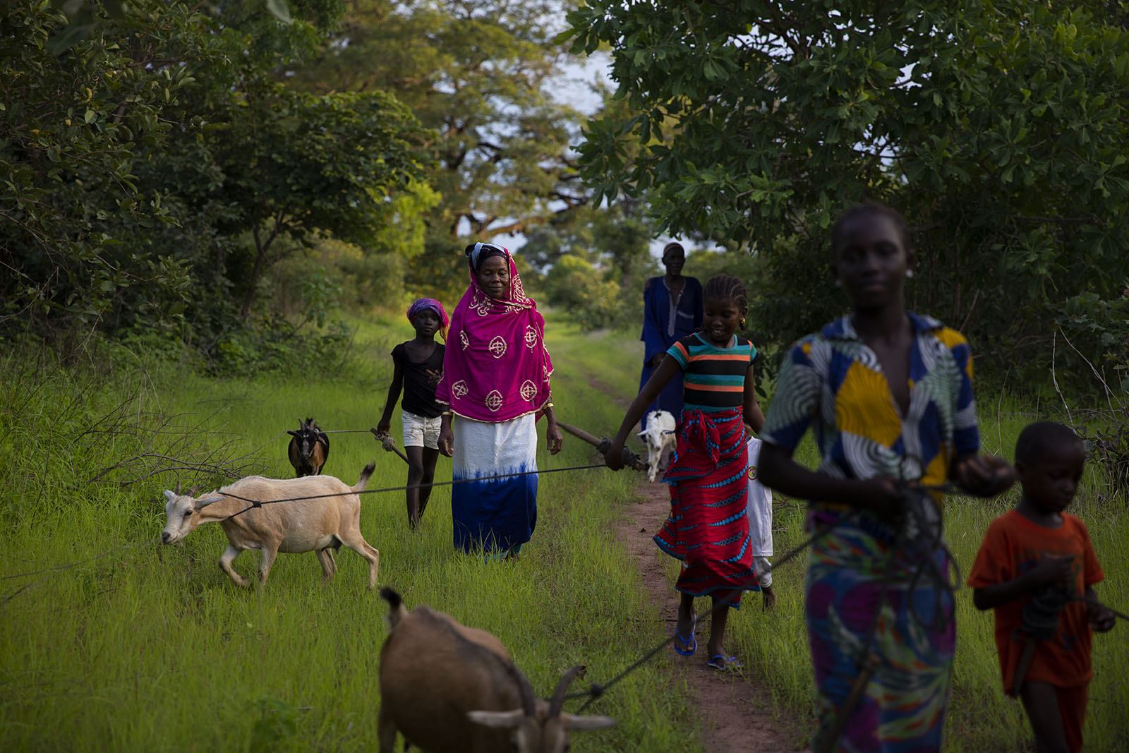  Mariama Balde, and her husband Hogo Mballo, take their sheep and goats to graze in a field a couple of feet away from their home on Sept 6, 2019 in Kolda, Senegal. Along with Mariama and Hogo, their grandchildren enjoy to come help along the way. 