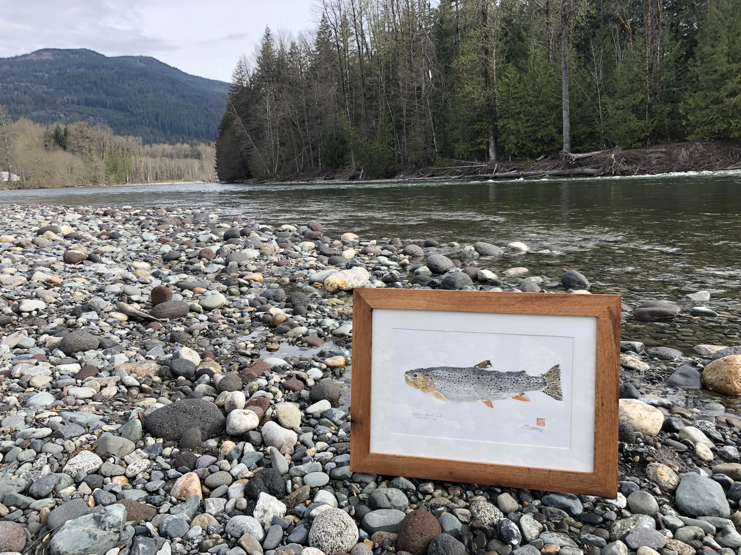 Print of Sea-Run Cutthroat by Samantha Chang