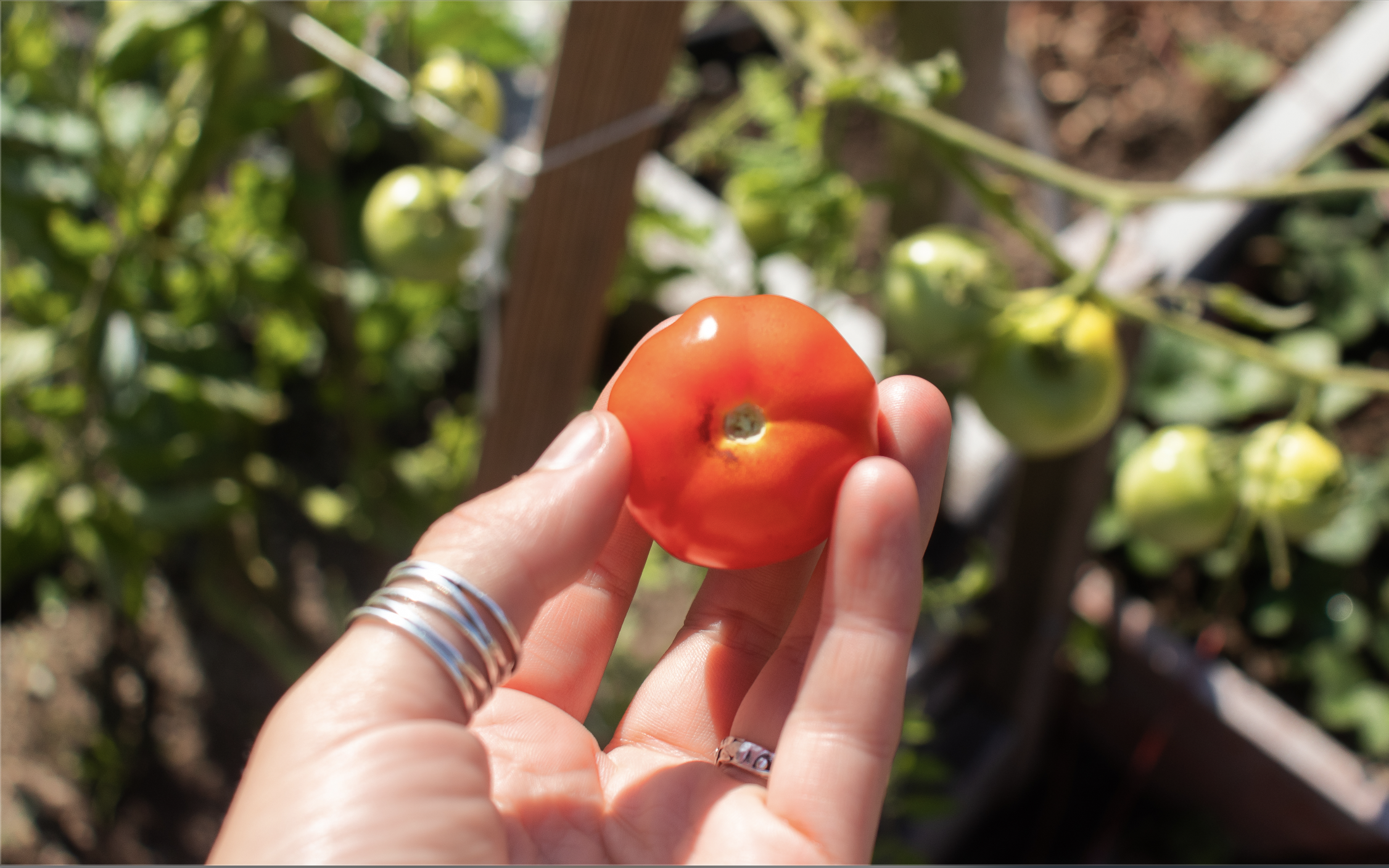  A tomato harvest. 