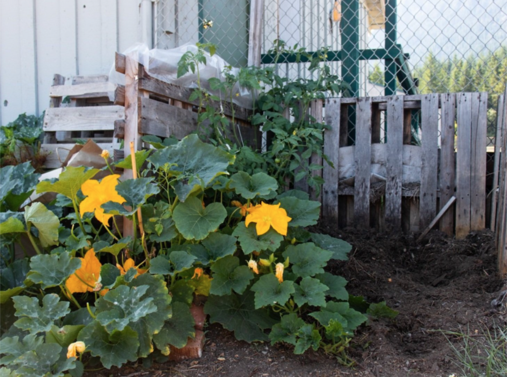  A surprise squash. We have 3 rotational compost piles that allow us to separate ready-to-use soil and organic matter that is still breaking down. 