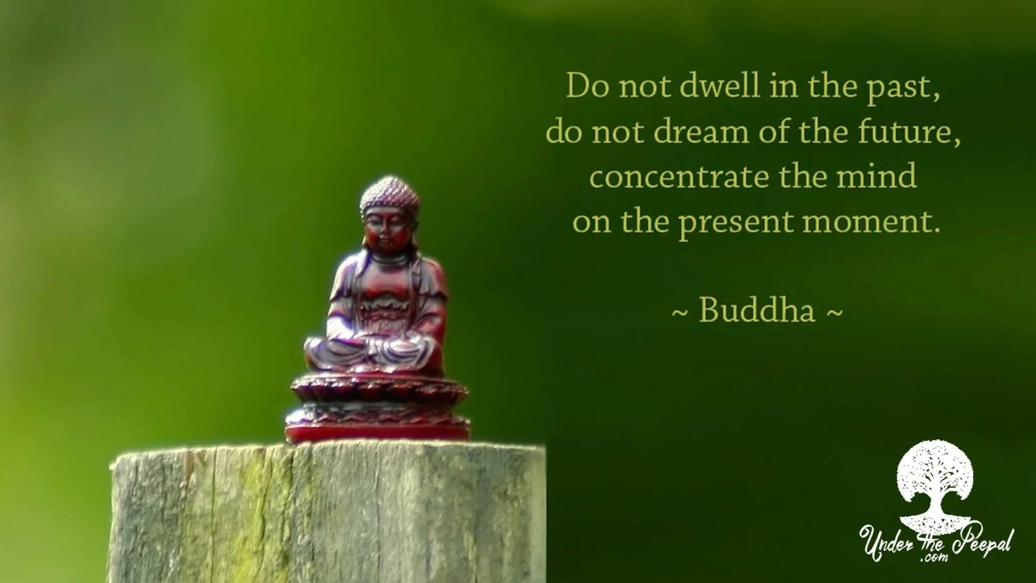 Do not dwell in the past, do not dream of the future, concentrate the mind on the present moment- Buddha Quote