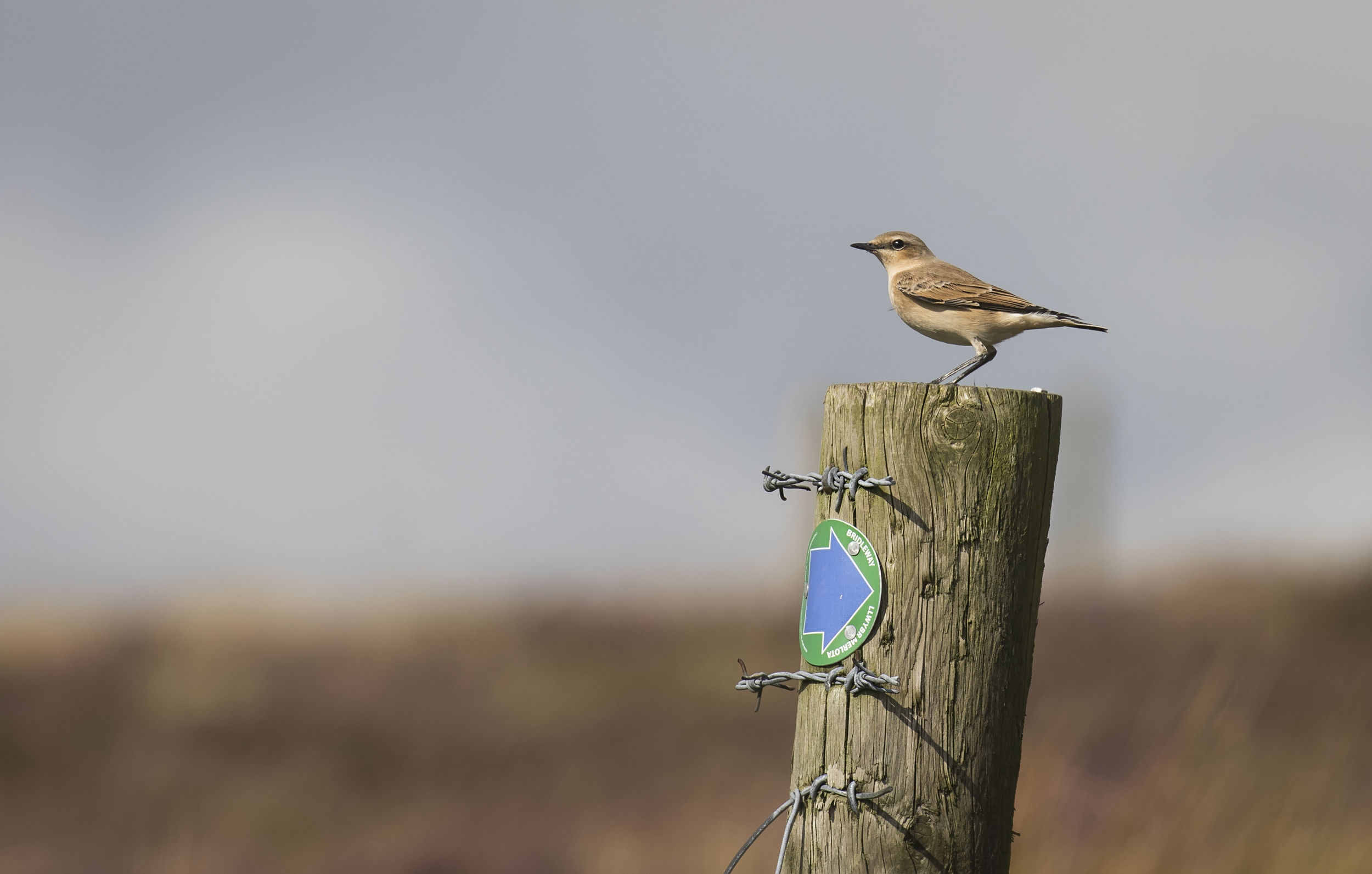 Wheatear Coity 4th September.png