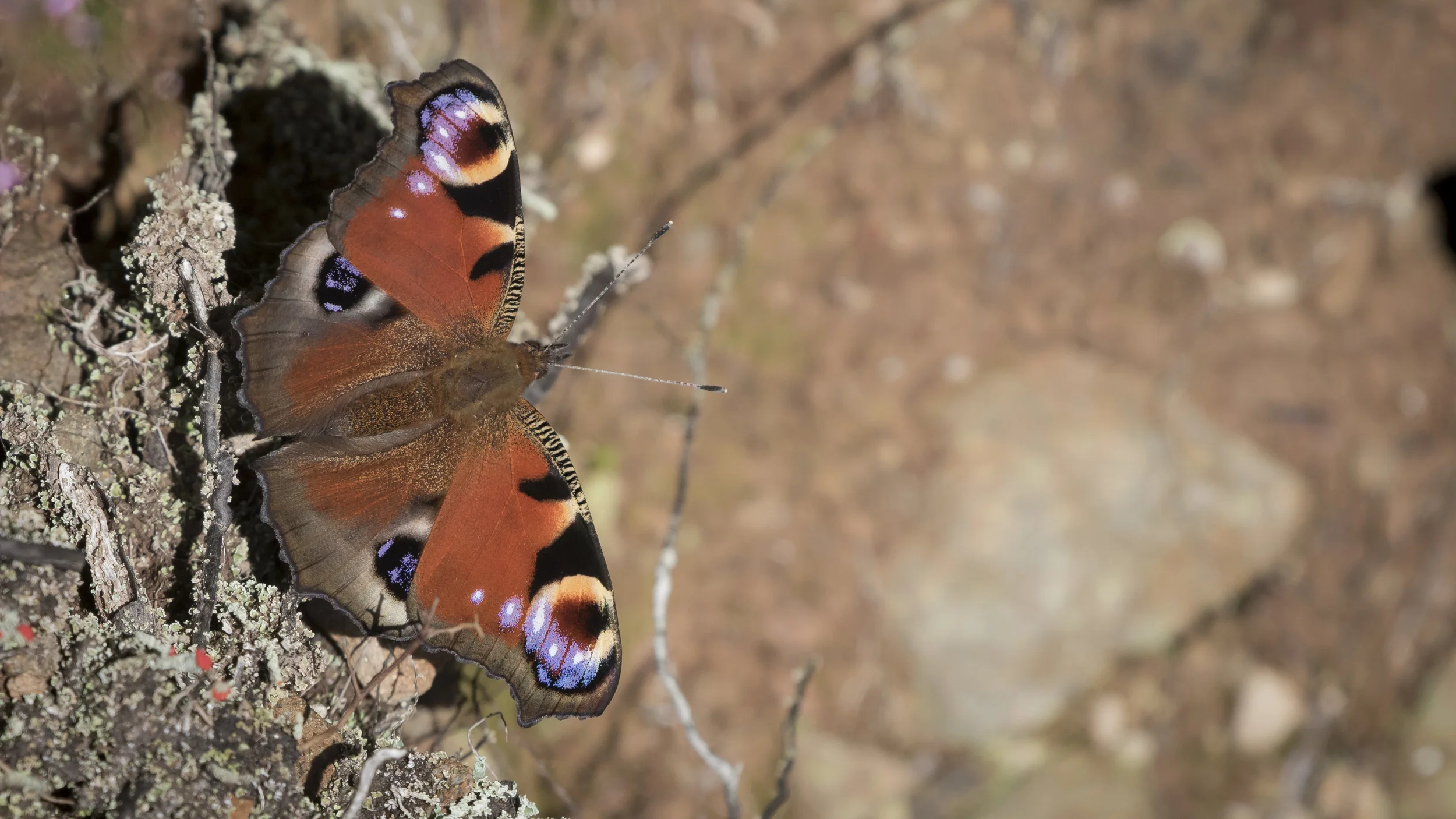 Peacock 4th September.jpg