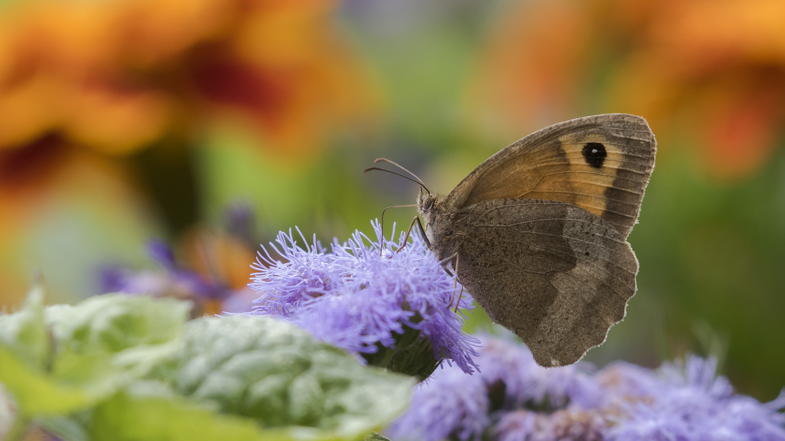 Meadow Brown 4th September.png