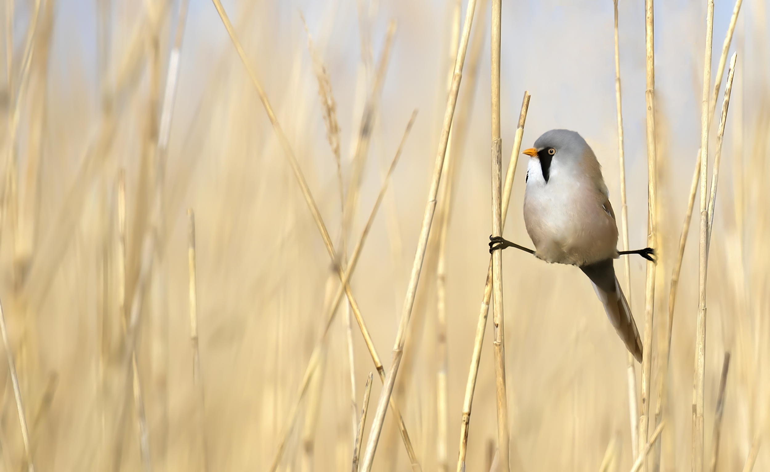 Bearded Tit Splits