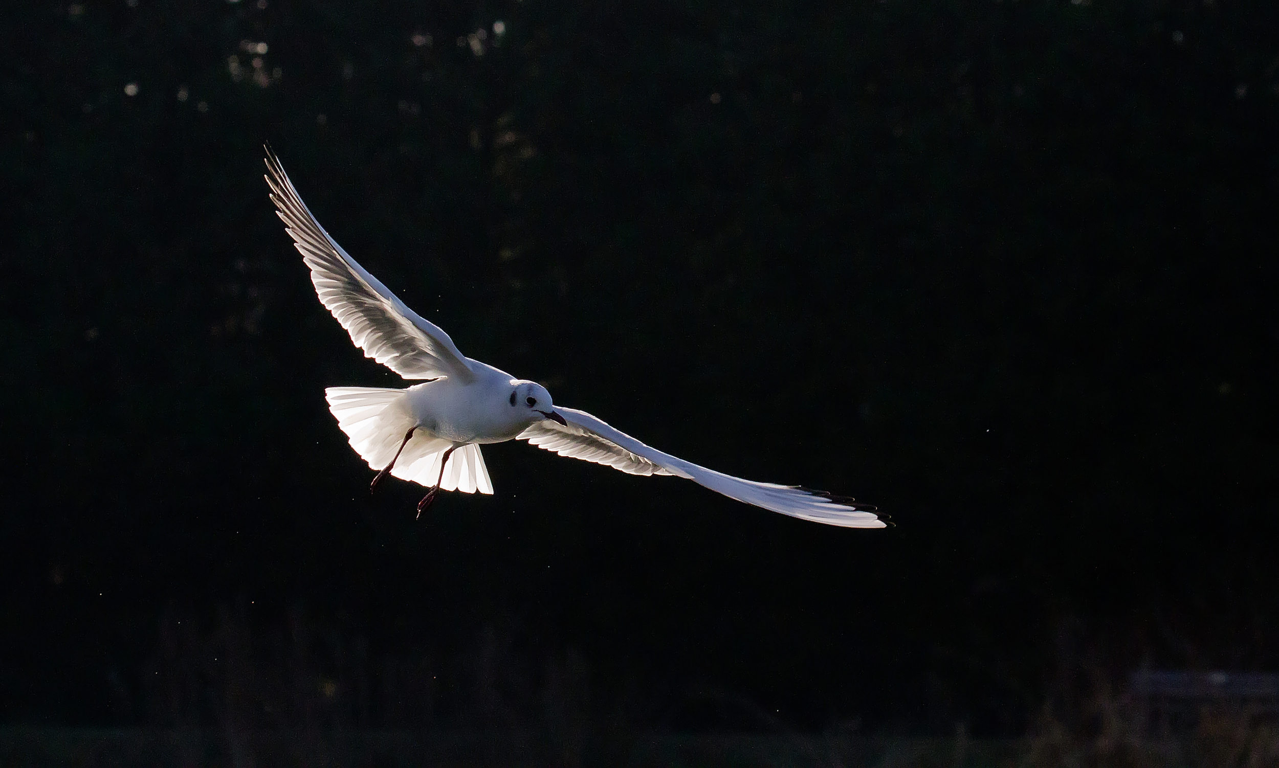 Blackheaded Gull 8th Feb.jpg