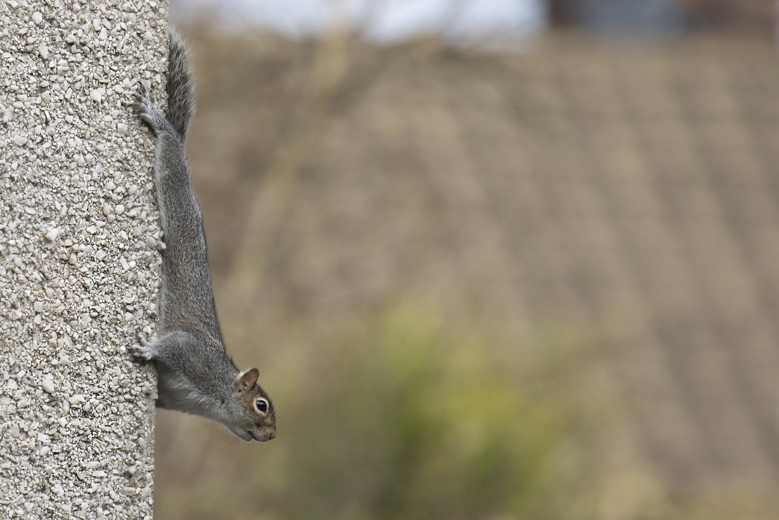 Squirell House 12th Feb.jpg
