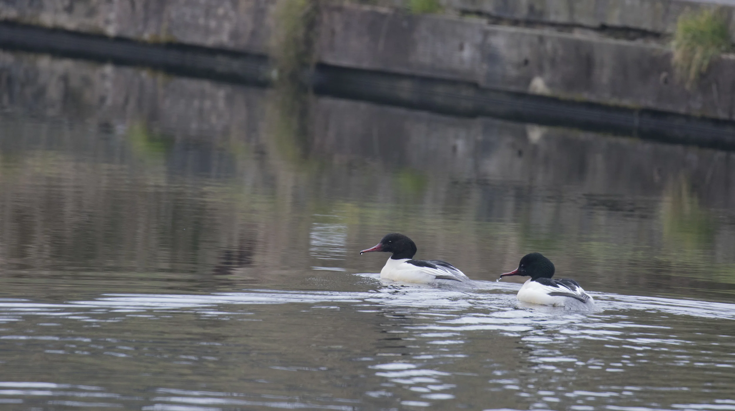 2 Male Goosander 12th Feb.jpg