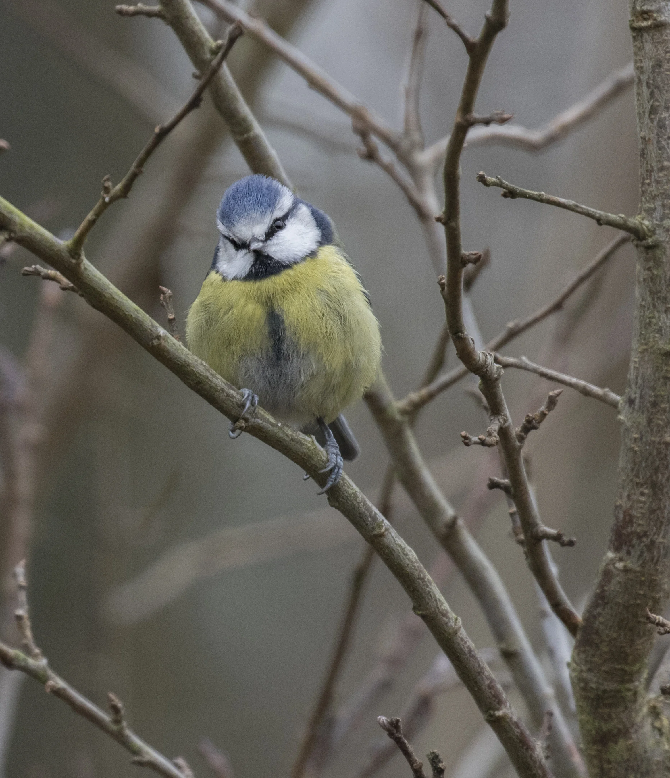 Bluetit Tilt 12th Feb.jpg