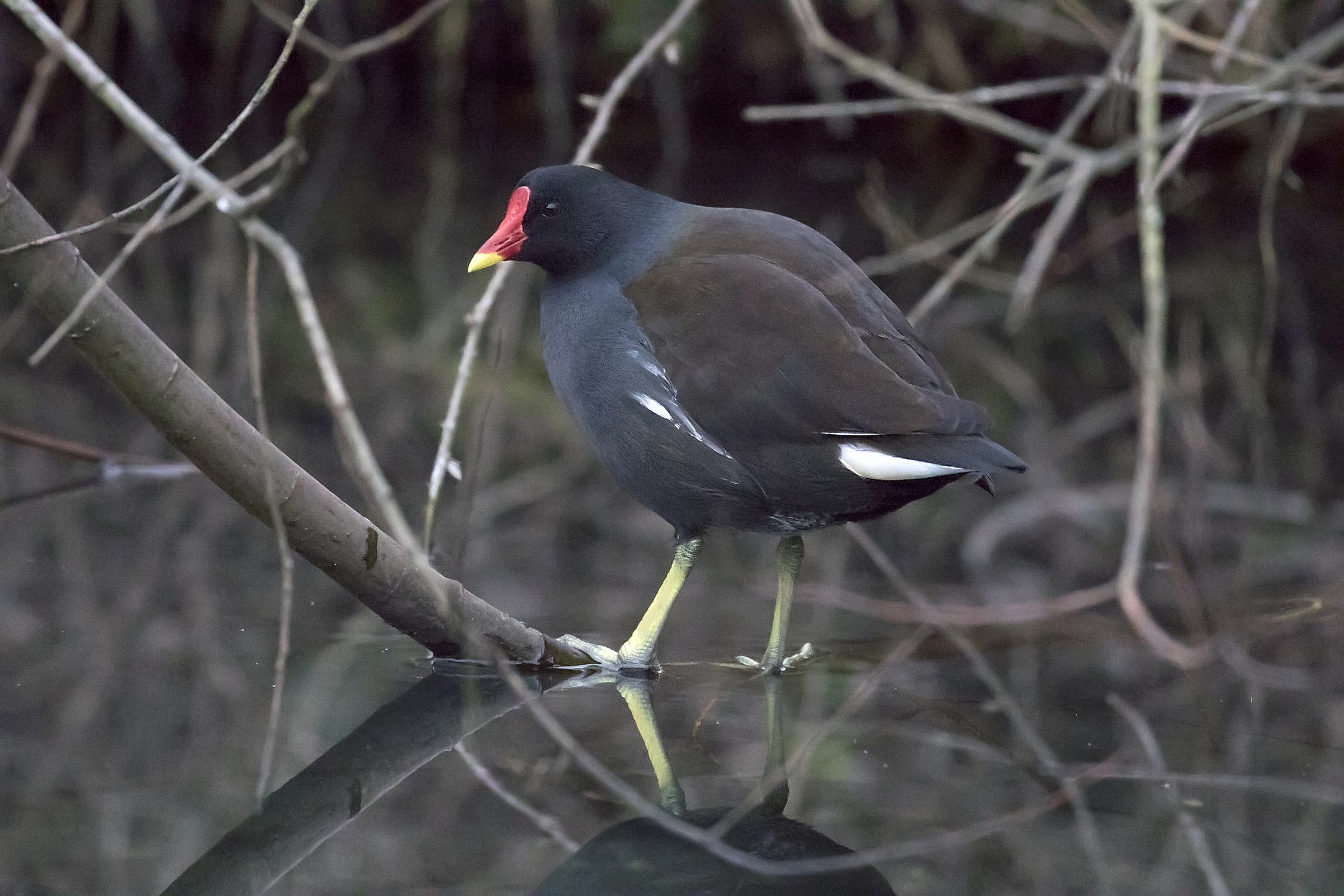 Moorhen Almost Dark 11th Feb.jpg
