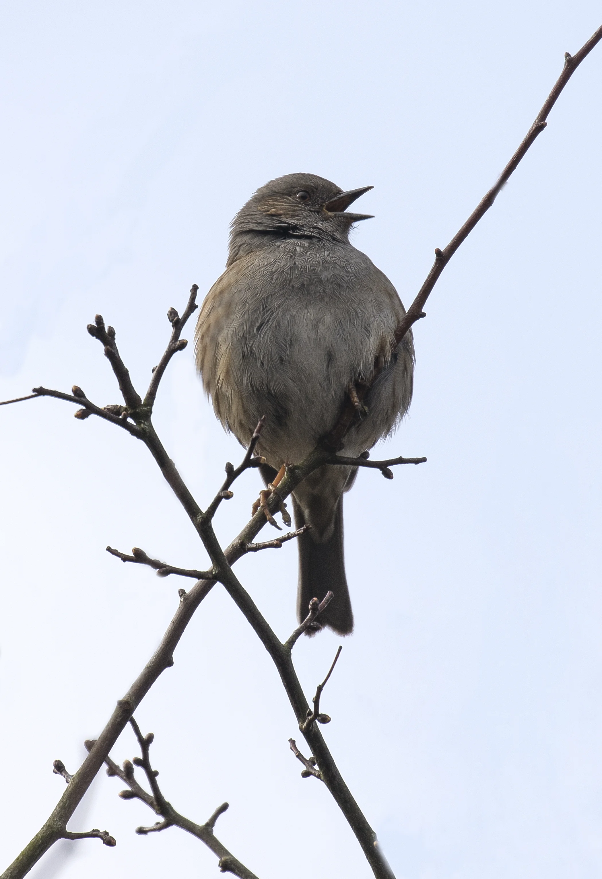 Dunnock 19th March.jpg