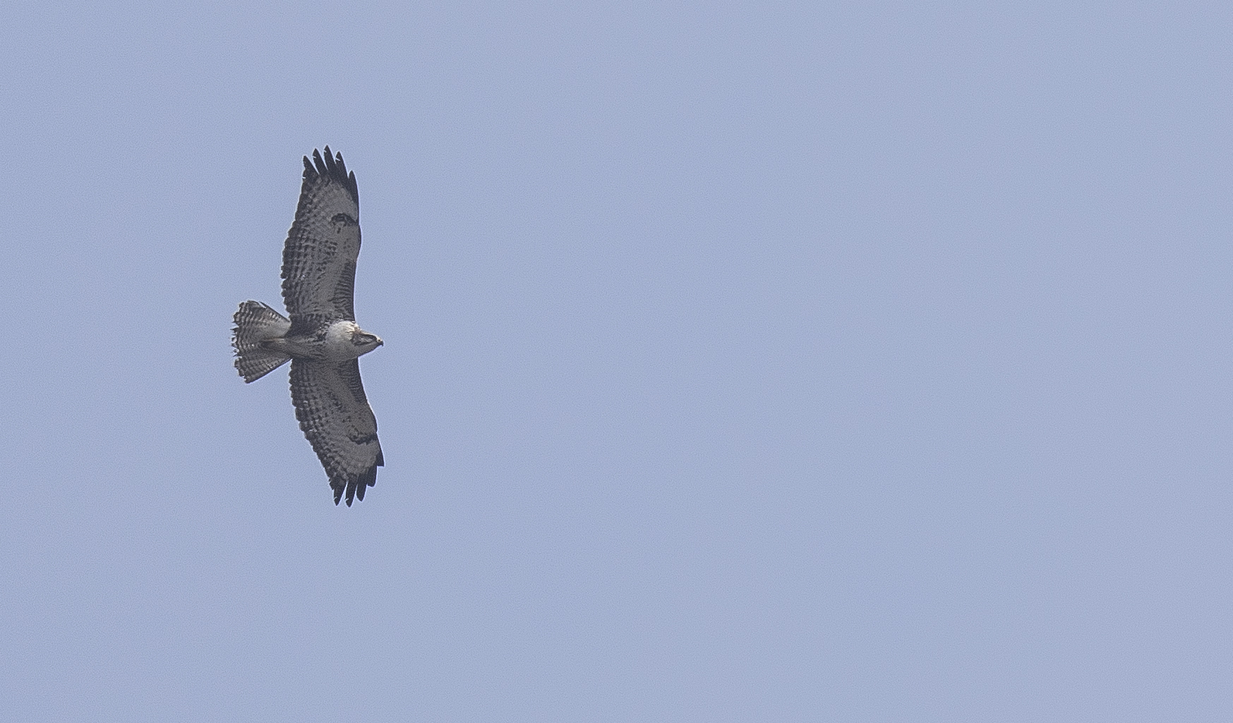 Pale Buzzard 19th March.jpg