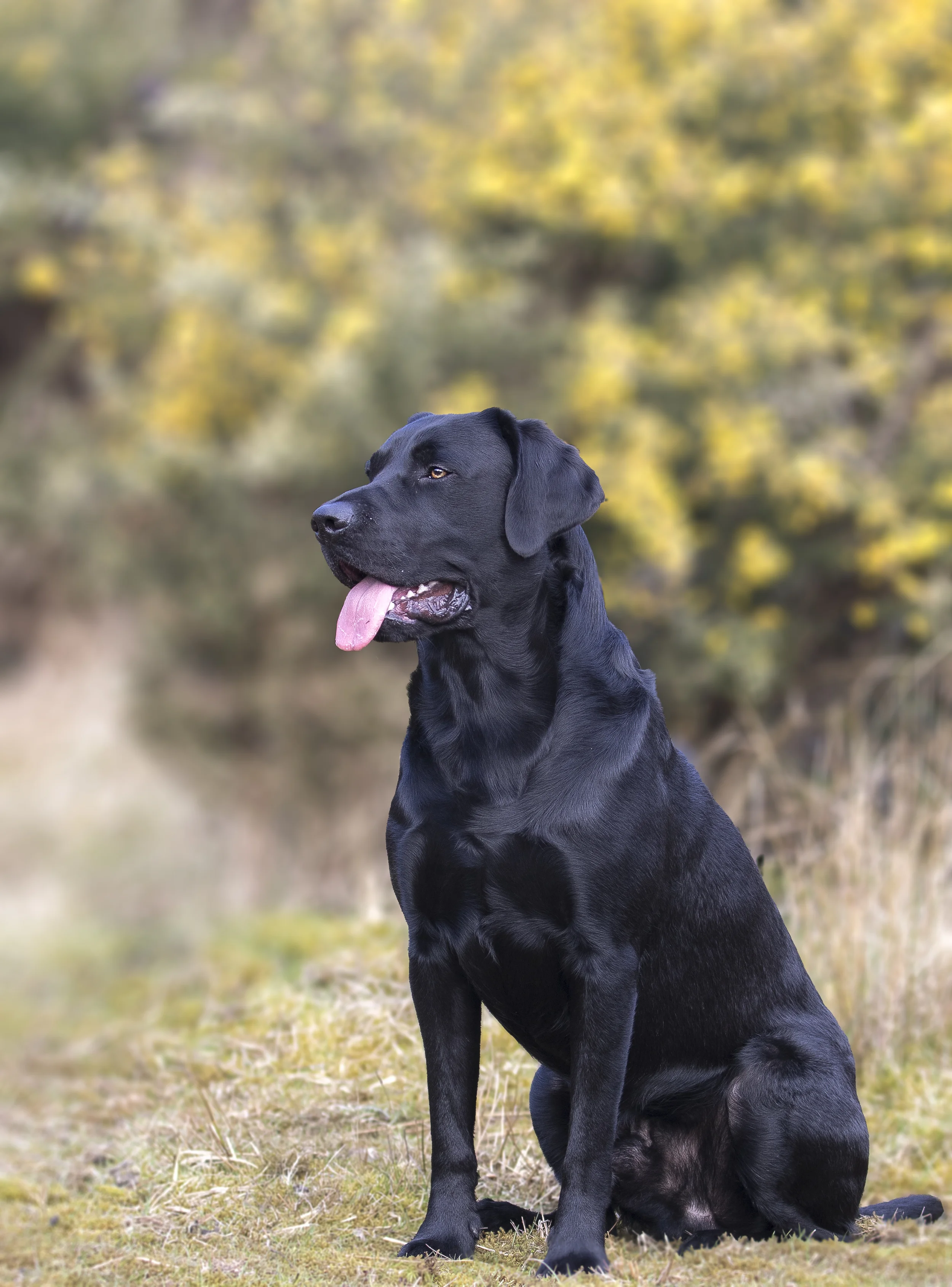 Alfie Side Sit Yellow 19th March.jpg