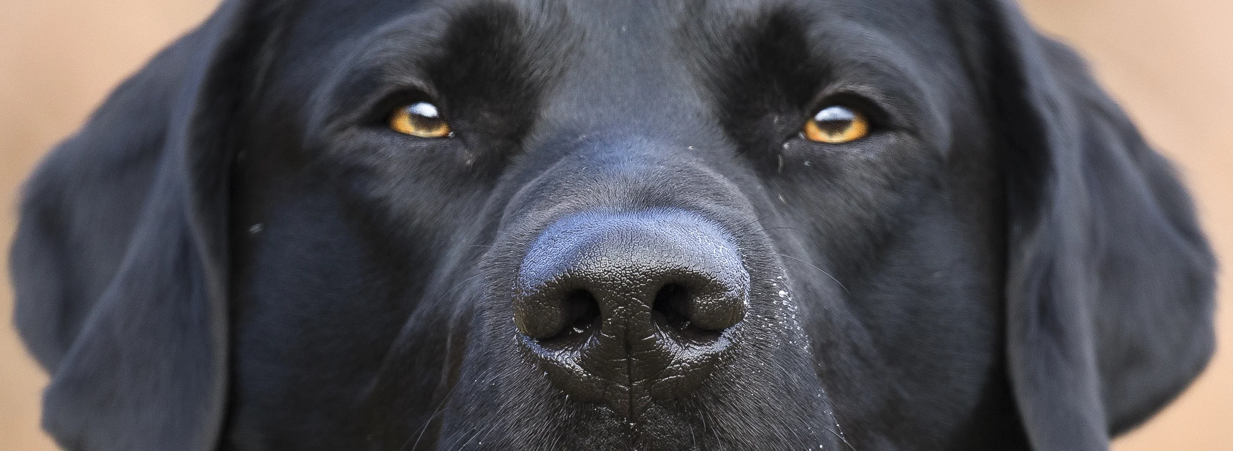 Alfie Crop 19th March copy.jpg