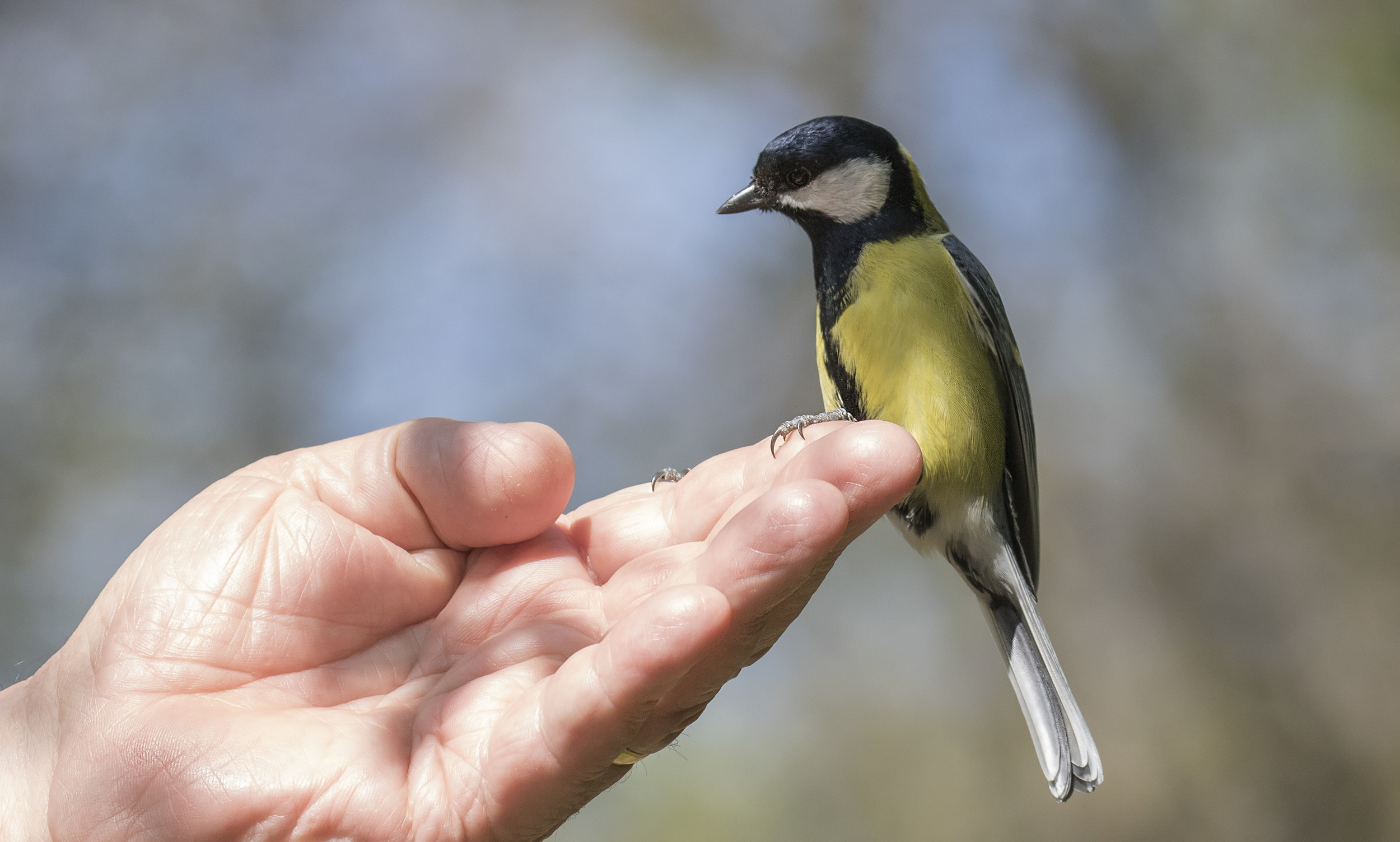 Great Tit on Hand 23rd April.jpg