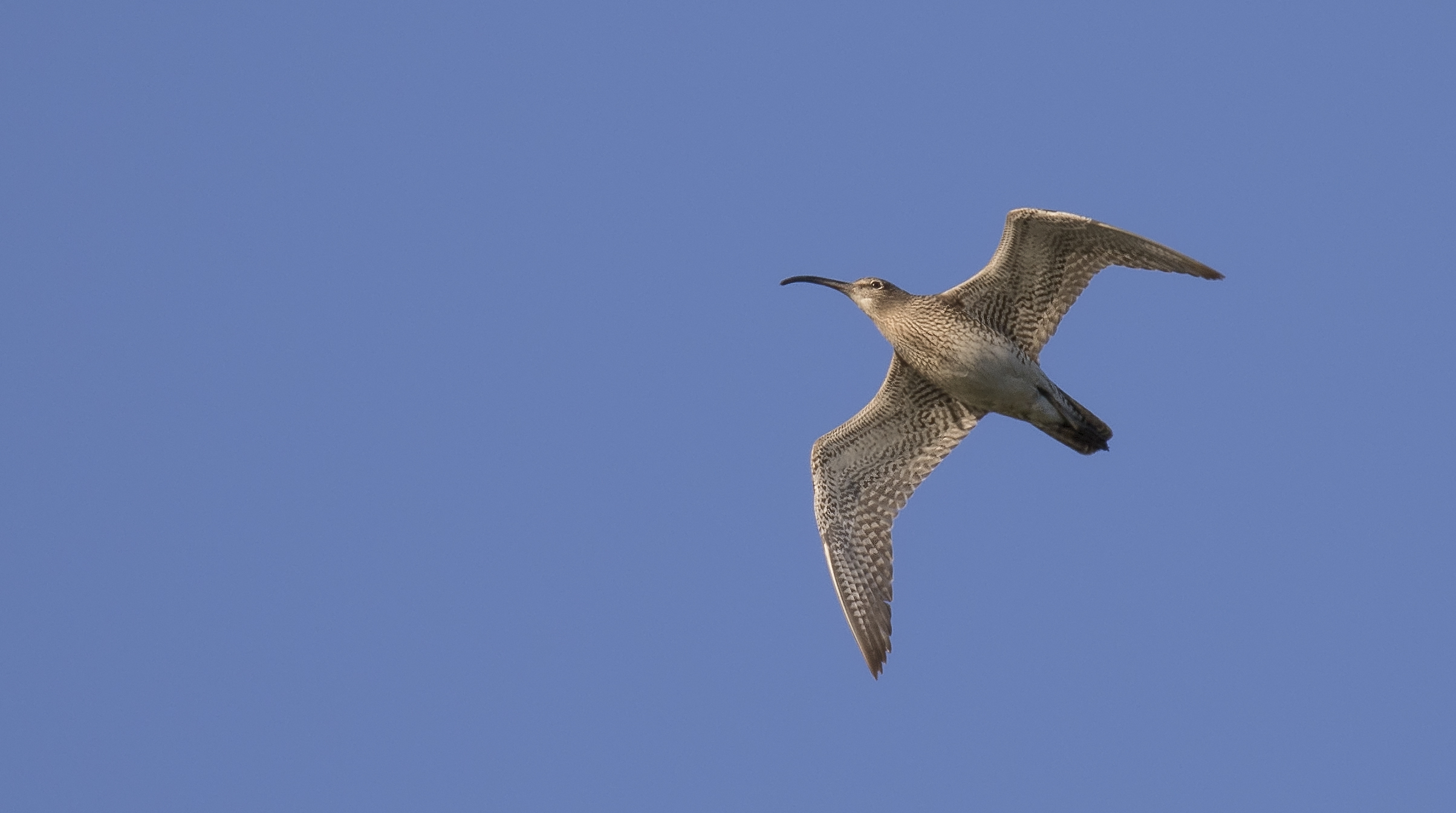 Curlew or Whimbrel? Flight shot 26th April.jpg