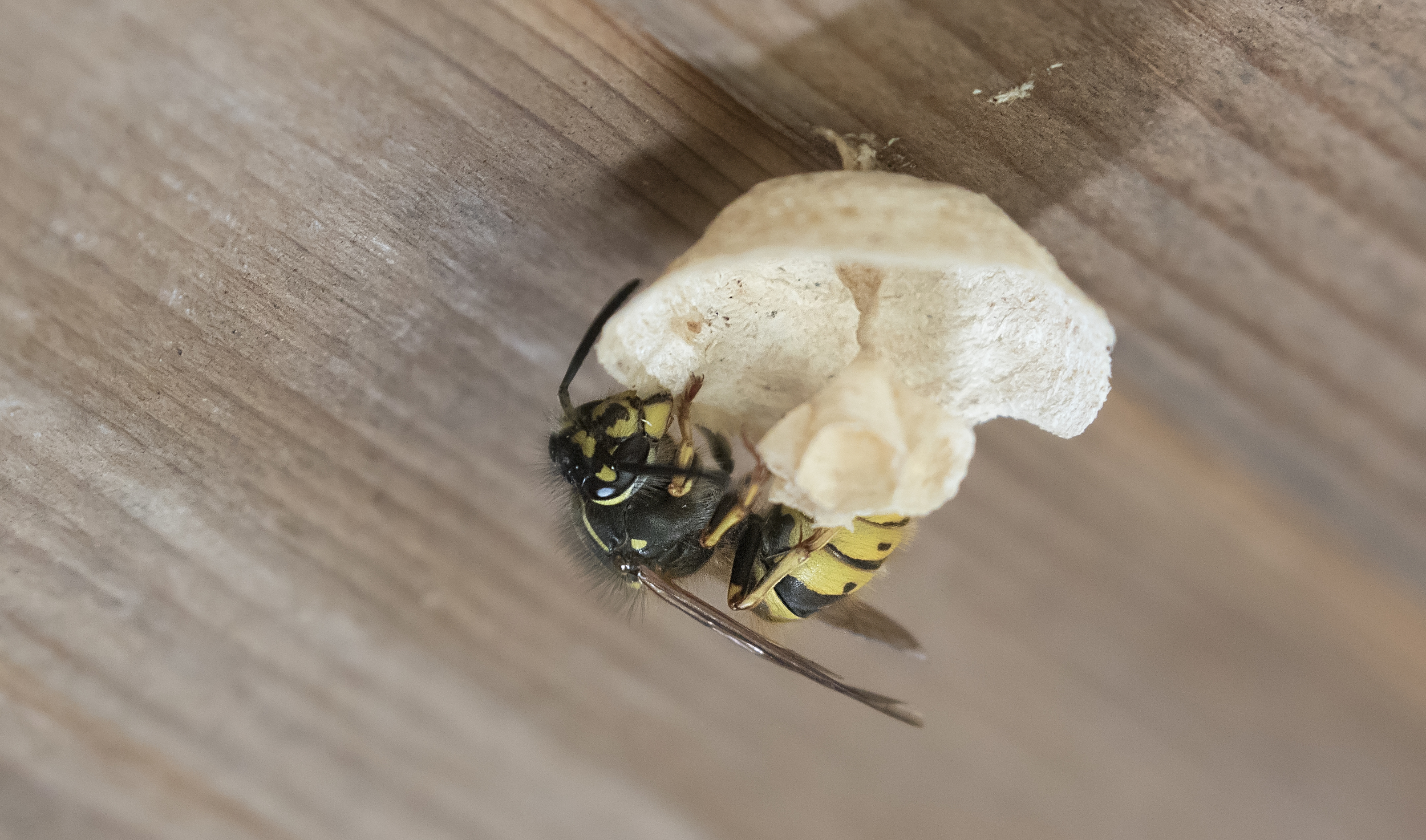 Wasp starting nest in shed 23rd April.jpg