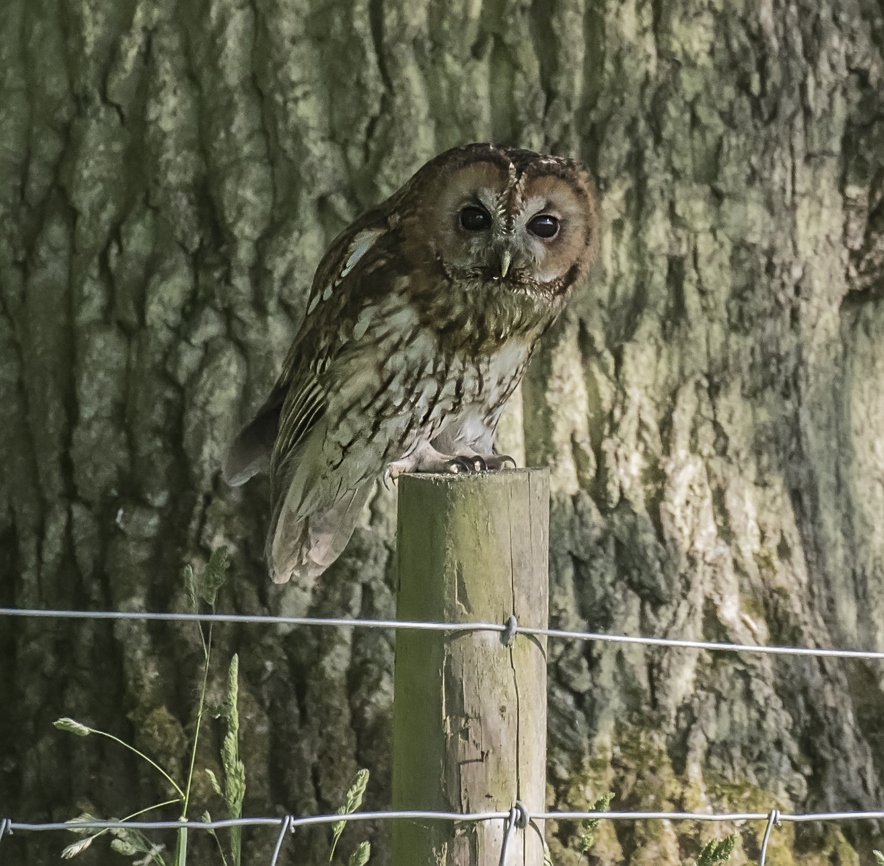 Tawny Owl Crop 4th June.jpg