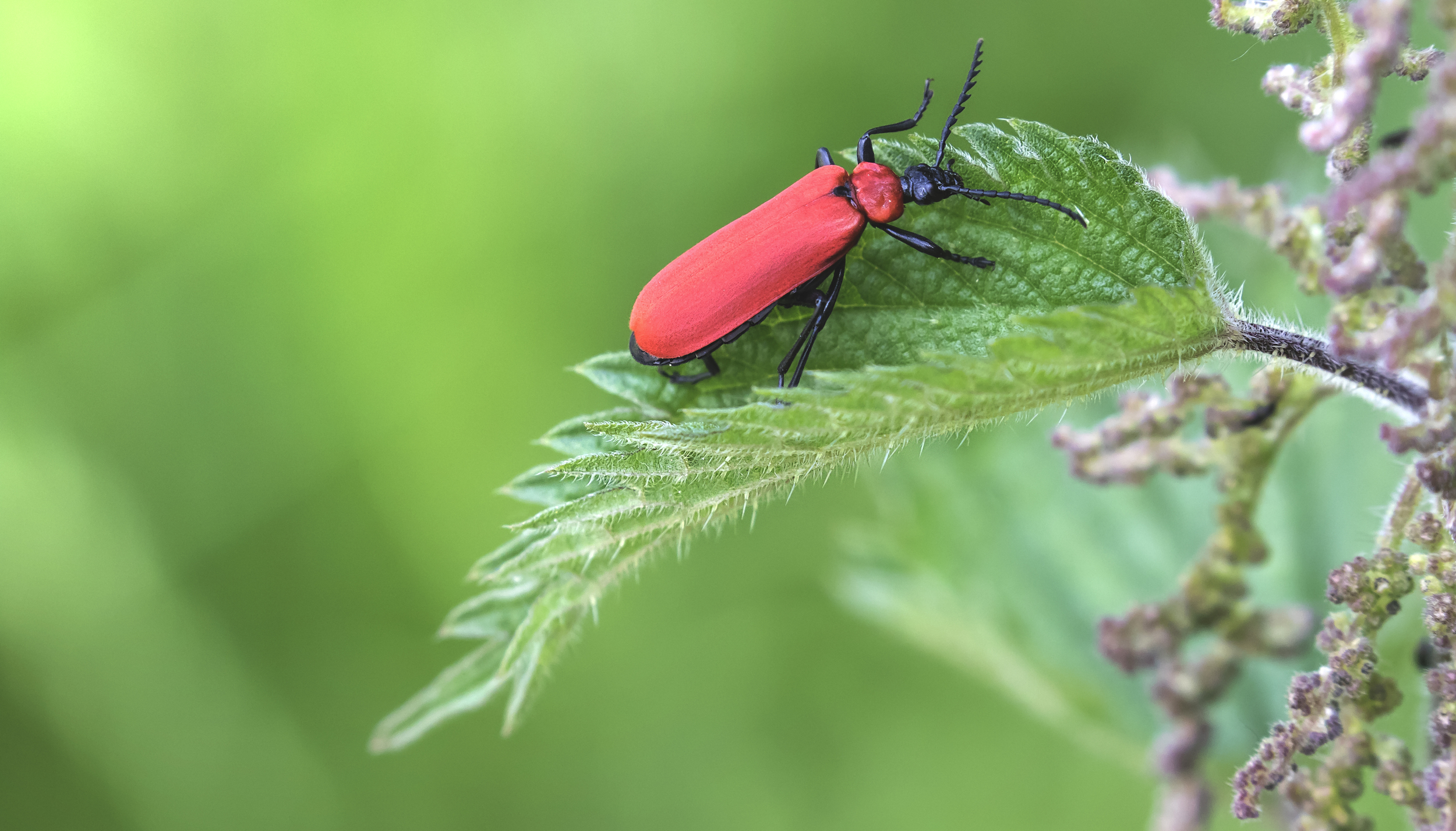 Cardinal Beetle 1 4th June.jpg