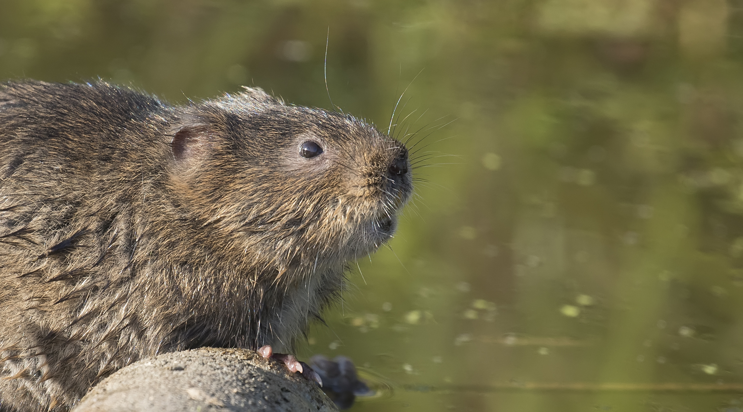 Watervole 7th June.jpg