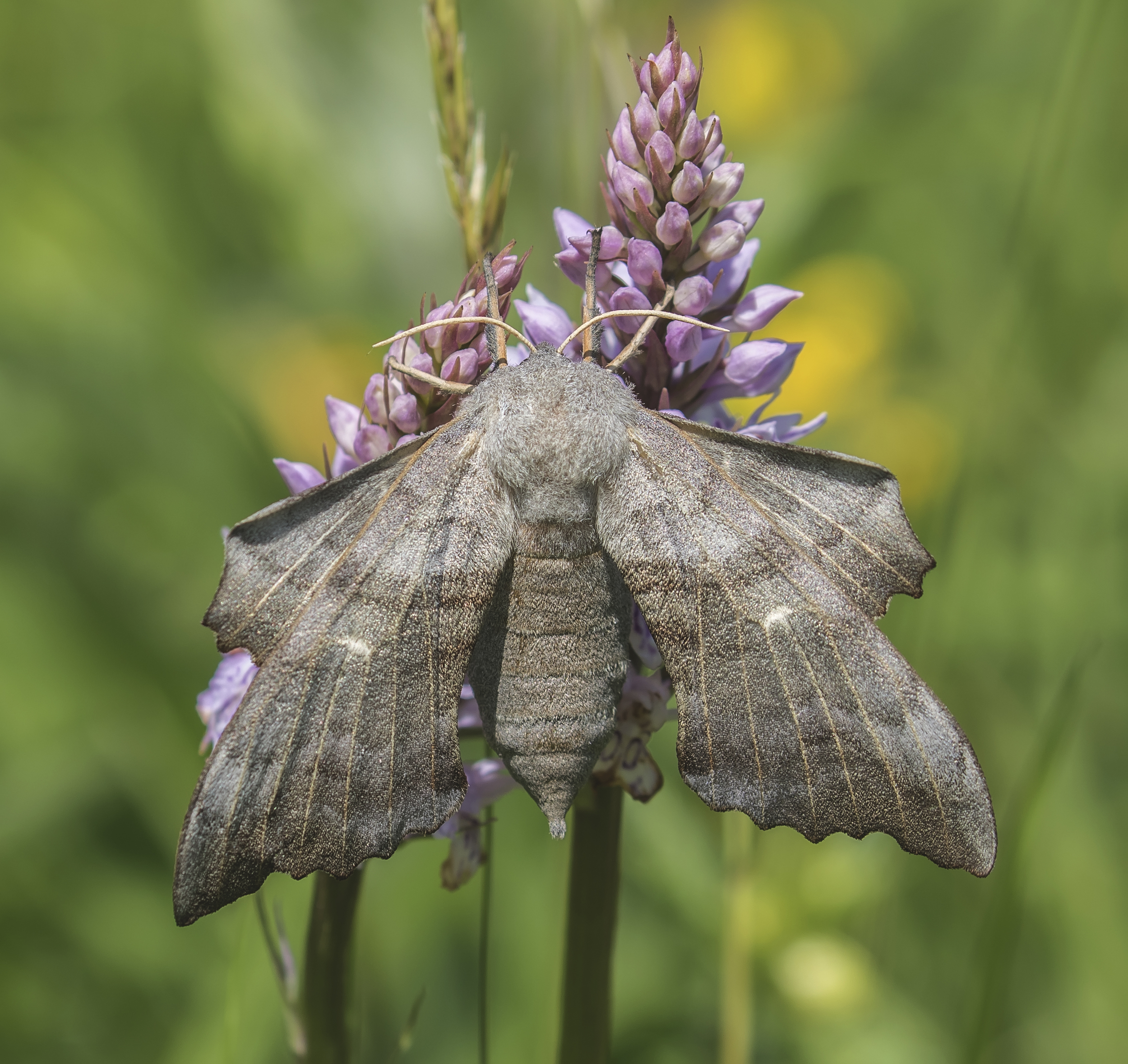 Poplar Hawk-moth Orchid 7th June.jpg