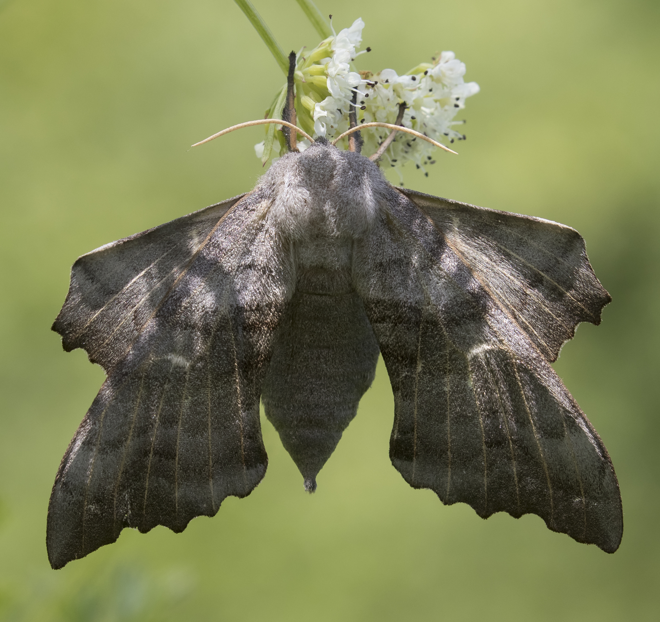 Poplar Hawk-moth 7th June Crop.jpg